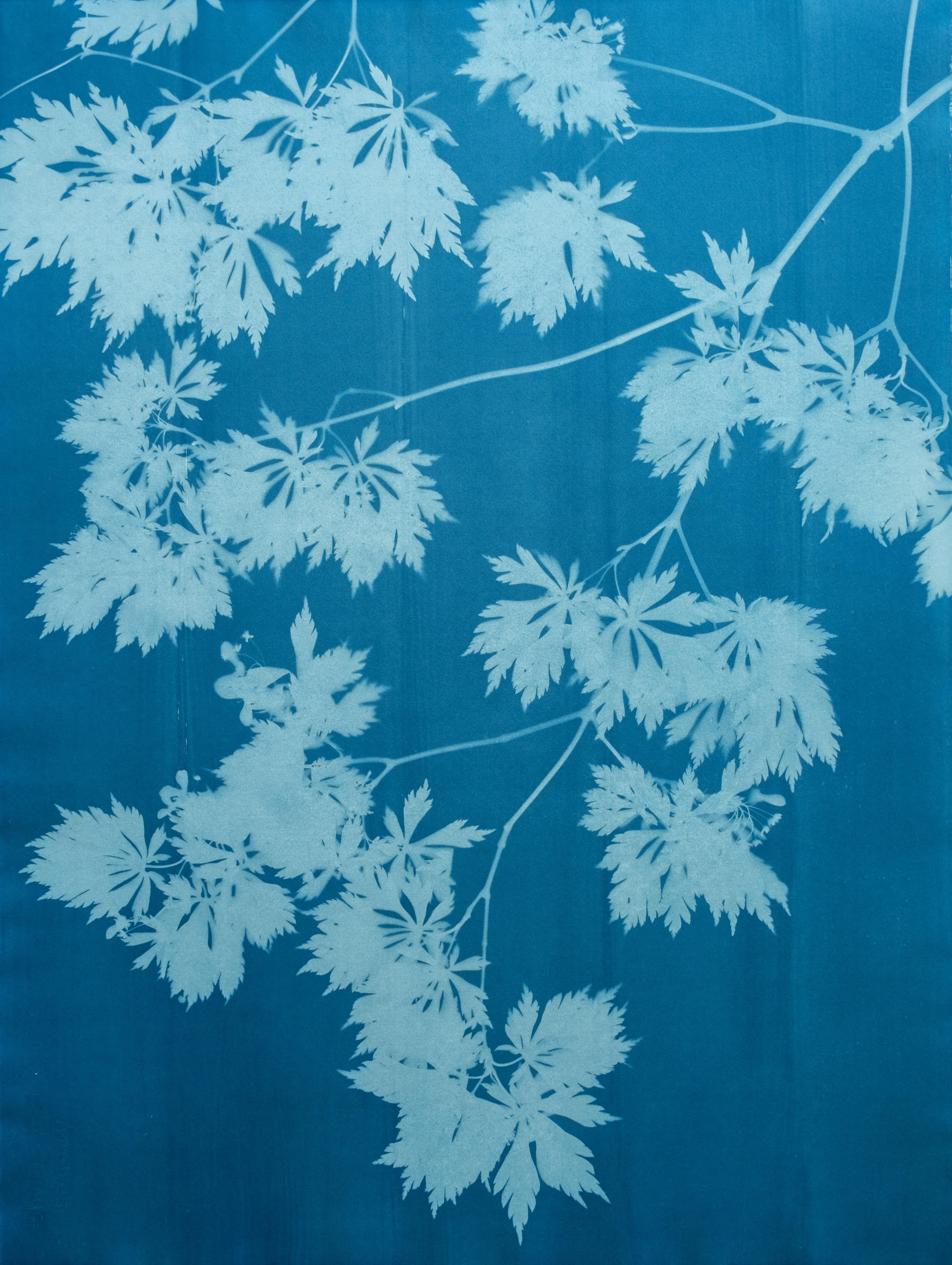Blue Maple Diptych (two hand-printed botanical cyanotypes 30 x 22 inches each) - Print by Christine So
