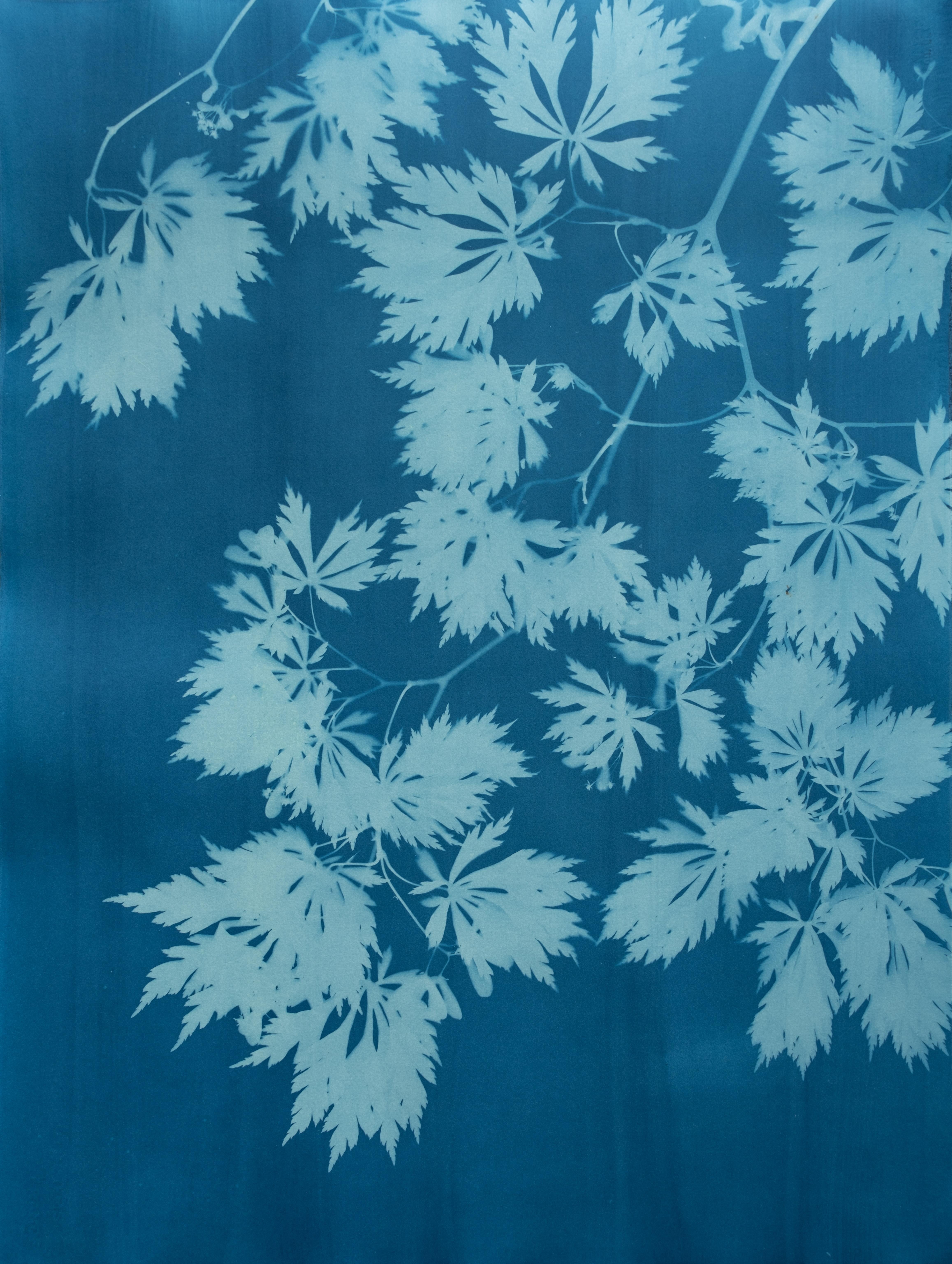 Christine So Still-Life Print - Blue Maple IV ( 30 x 22 inch hand-printed botanical cyanotype)
