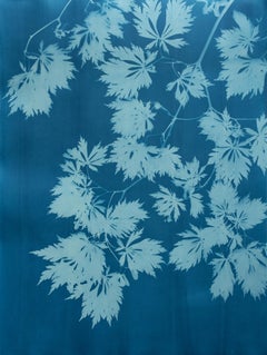 Acero blu IV (cianotipia botanica stampata a mano di 30 x 22 pollici)