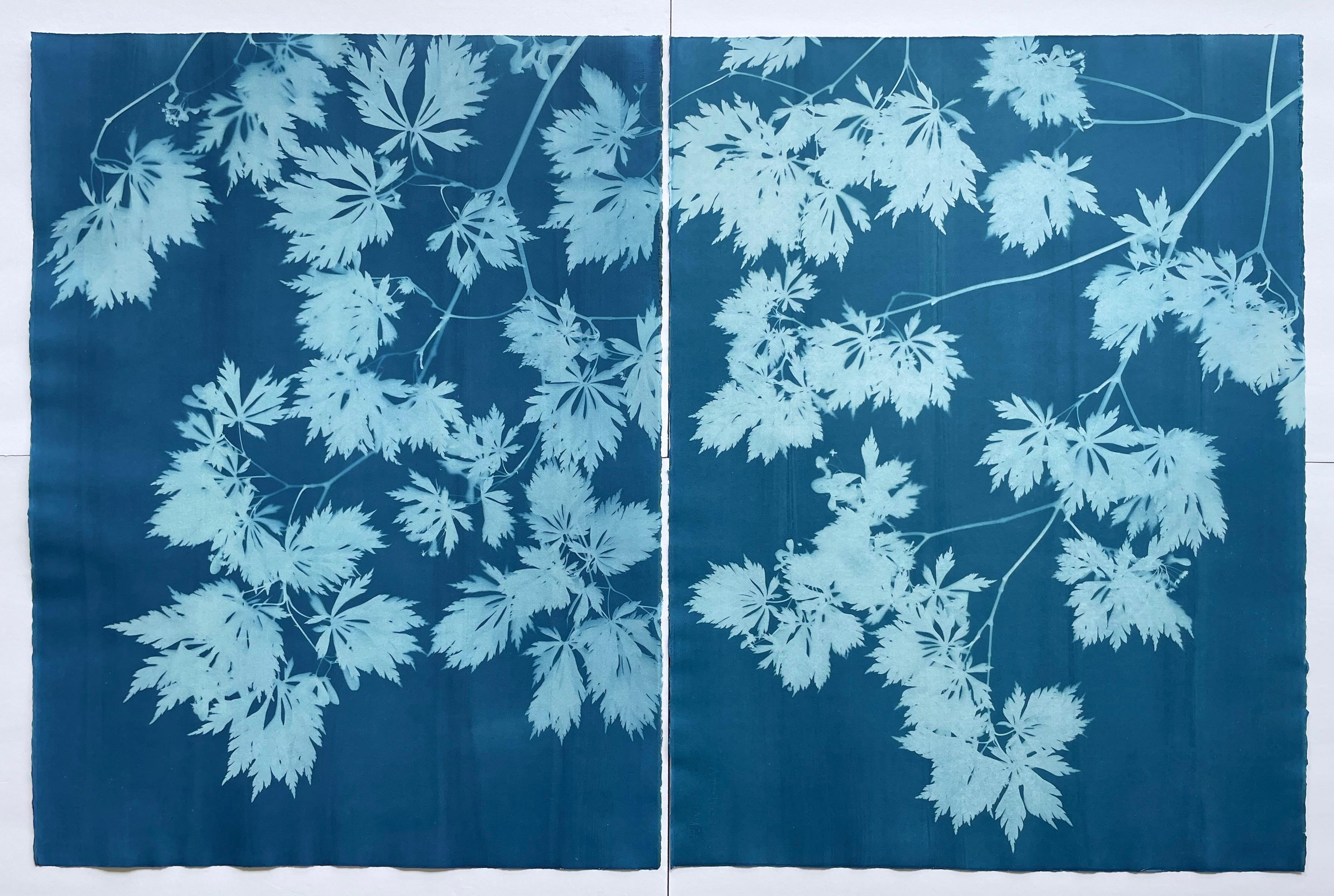 These are two unframed botanical monotypes. This species of tree is a Dancing Peacock Full Moon Japanese Maple or in Latin, acer japonicum aconitifolium. The actual Japanese name is Mai Kujaku. Cyanotypes are a kind of 19th century alternative