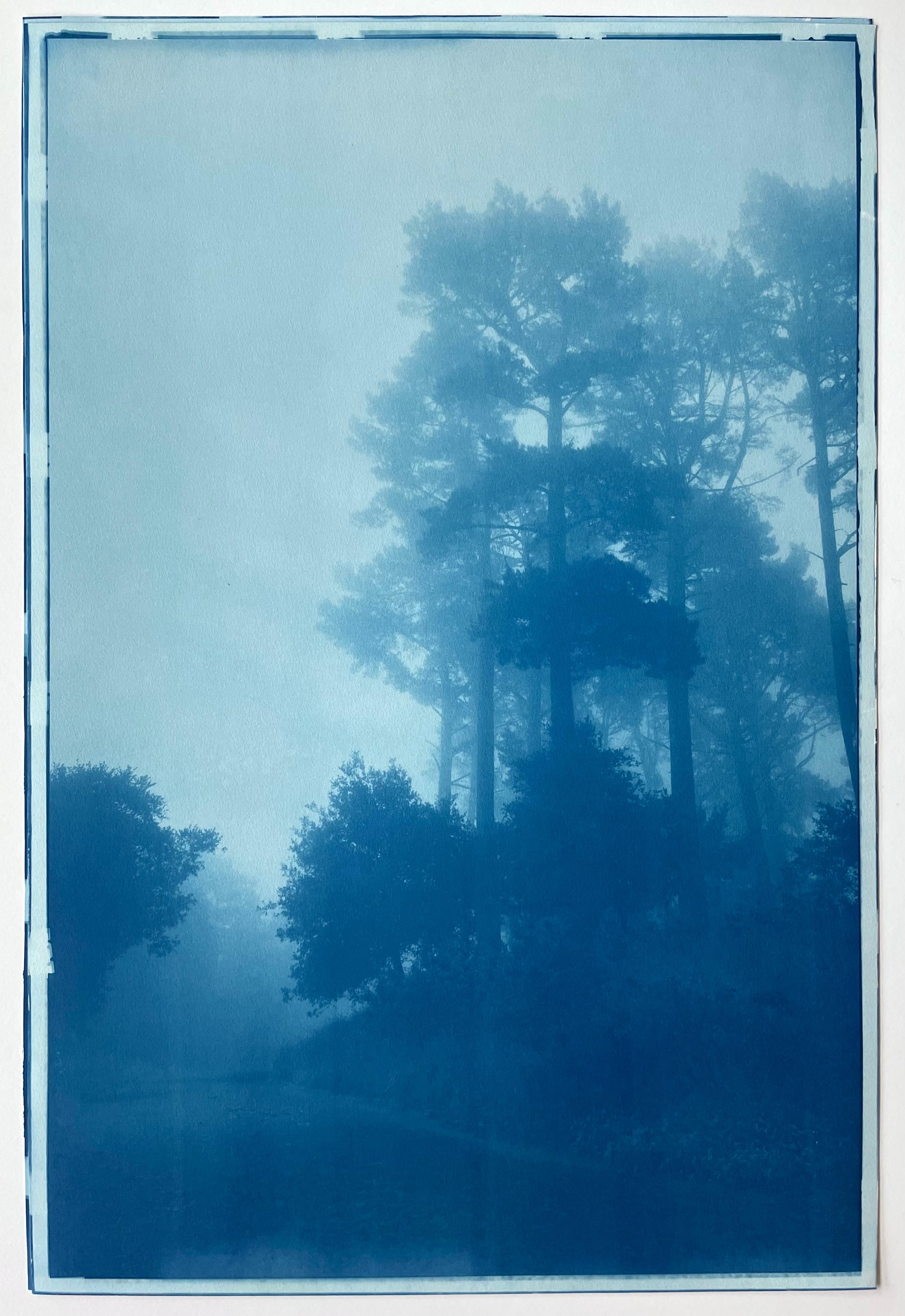 Photographie cyanotype originale imprimée à la main sur du papier aquarelle en coton épais. Un seul des 3 tirages réalisés dans ce plus grand format. Ce sont les bois brumeux des collines d'Hille, de l'autre côté de la baie de San Francisco, dans le
