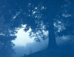 Dark Forest (8.5 x 11 inch hand-printed cyanotype)