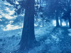 «Sendero en el bosque oscuro», cianotipia, 9 x 17 pulgadas, ed. 1 de 3, Paisaje contemporáneo