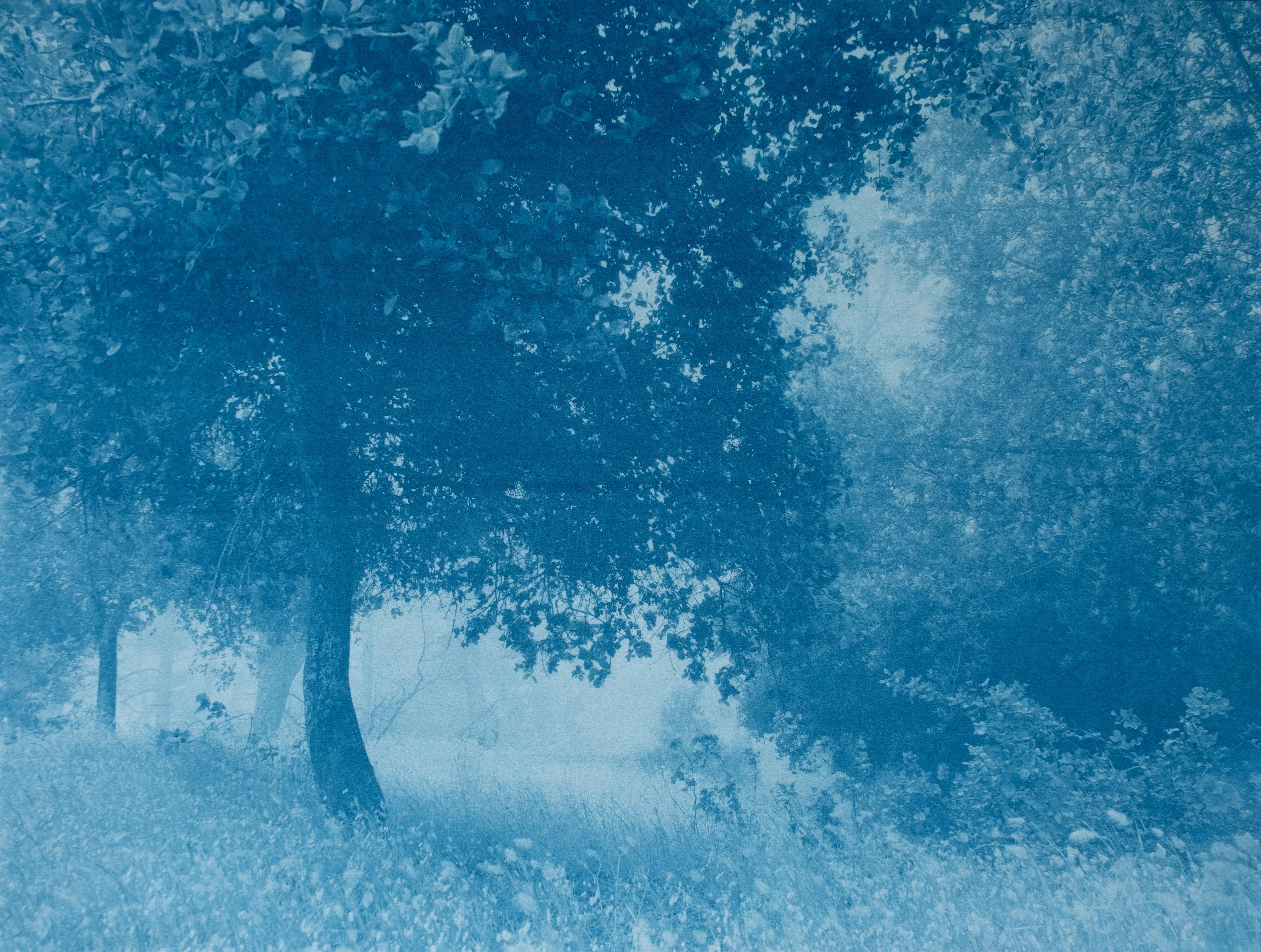 Dittico della foresta di giorno e di notte  (Due cianotipi da 18 x 24 pollici) - Print di Christine So