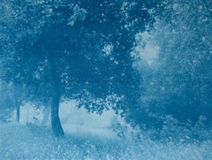 Díptico Bosque diurno y nocturno  (Dos cianotipos de 18 x 24 pulgadas)