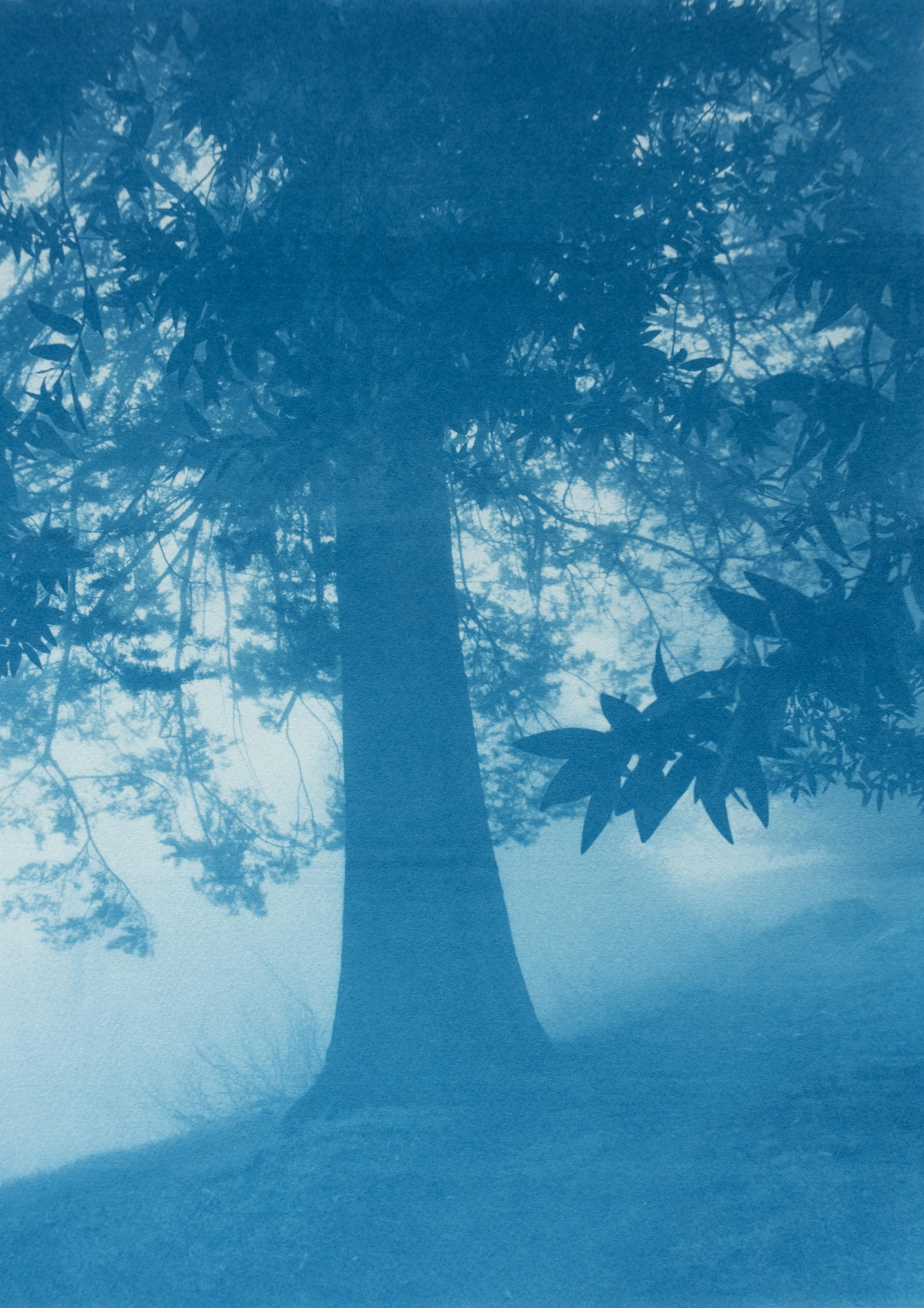 Dittico della foresta di giorno e di notte  (Due cianotipi da 18 x 24 pollici) in vendita 1