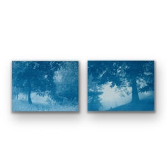 Day and Night Forest Diptych  (Two 18 x 24 inch cyanotypes)