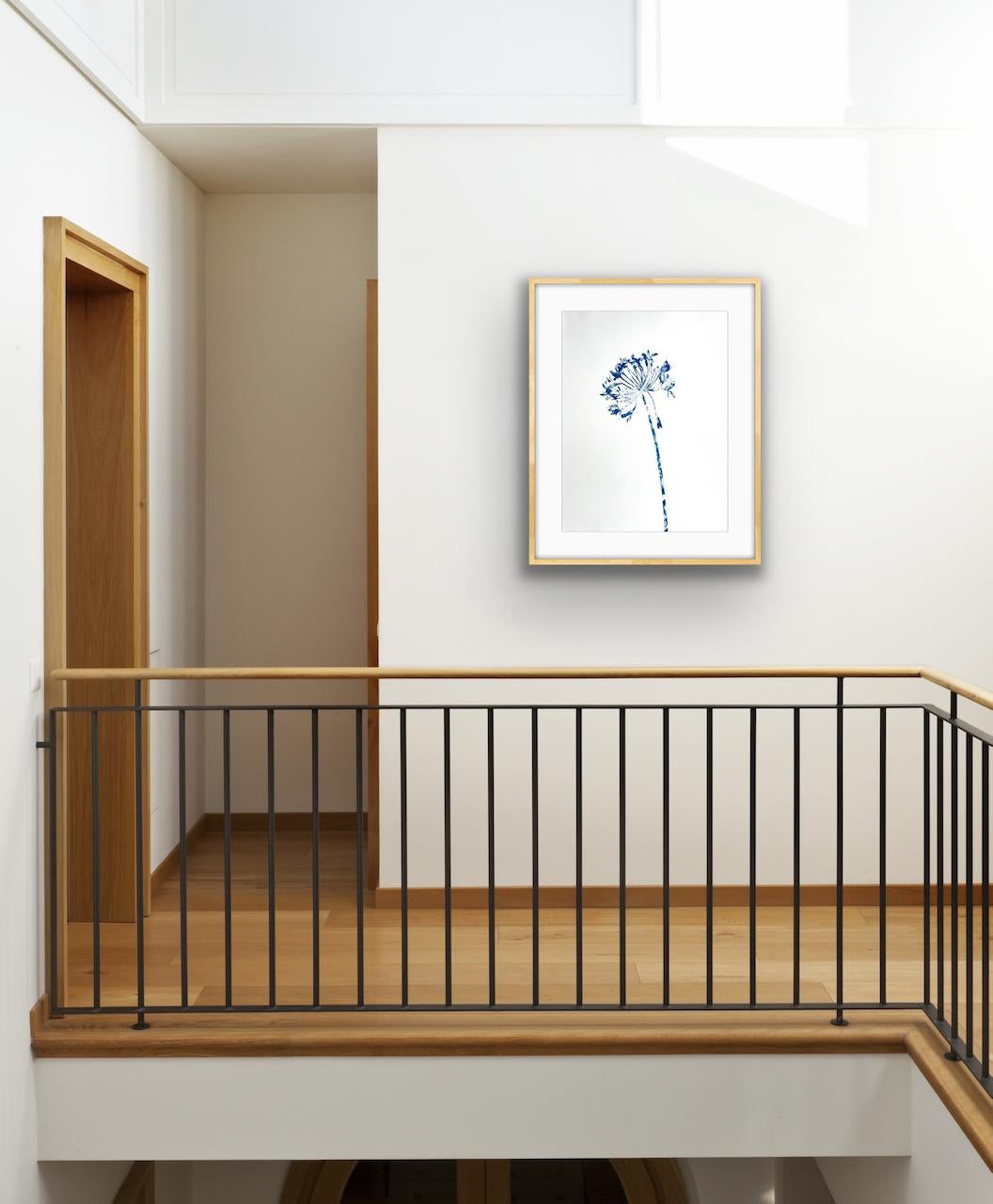 Delft Agapanthus 3 (Framed Original Cyanotype Painting 31 x 25