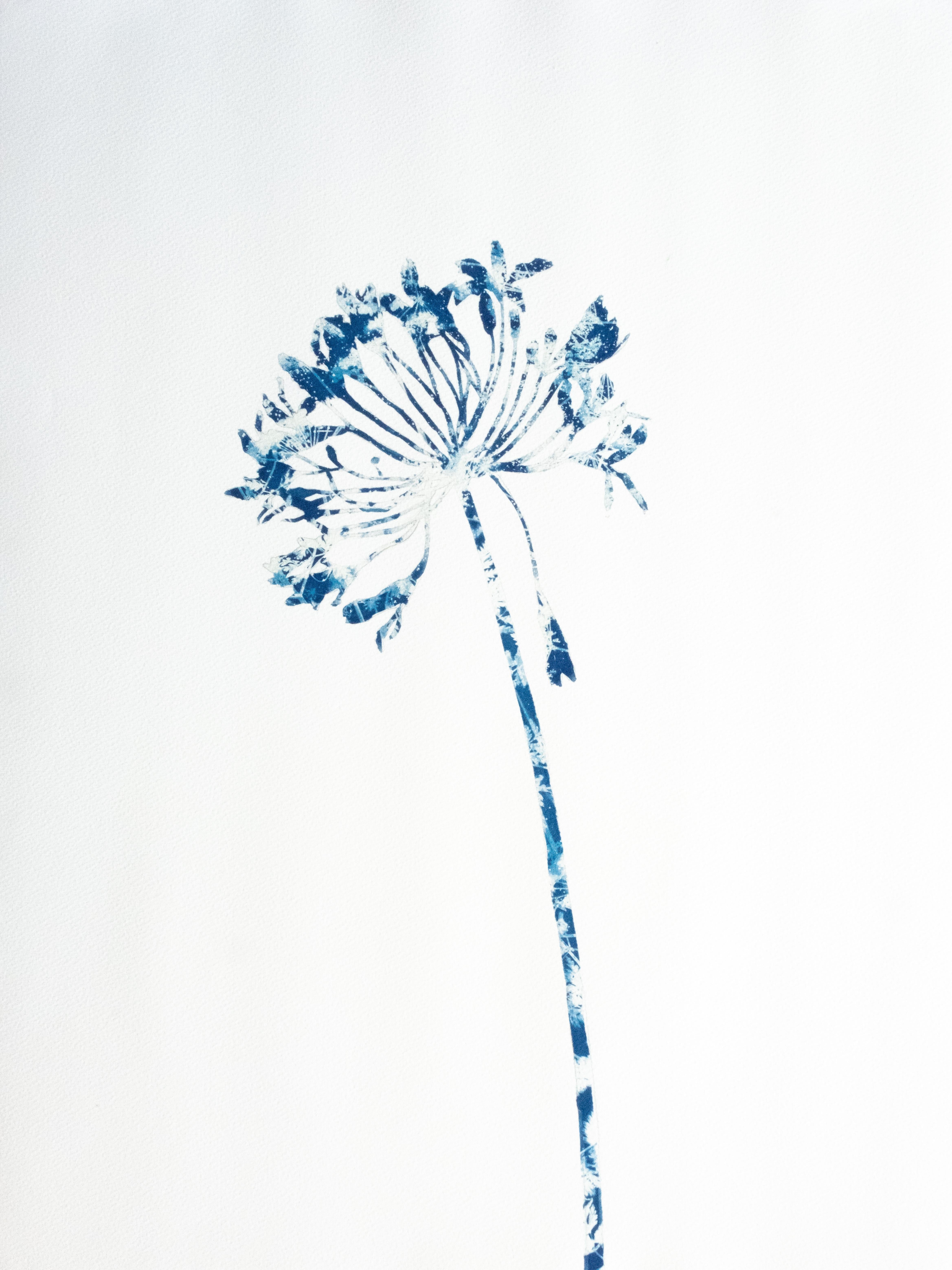 Christine So Still-Life Painting - Delft Agapanthus 3 (Cyanotype Painting)