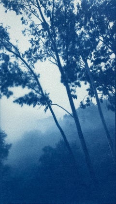 Eucalyptus Valley (11 x 6.5 inch hand-printed cyanotype)