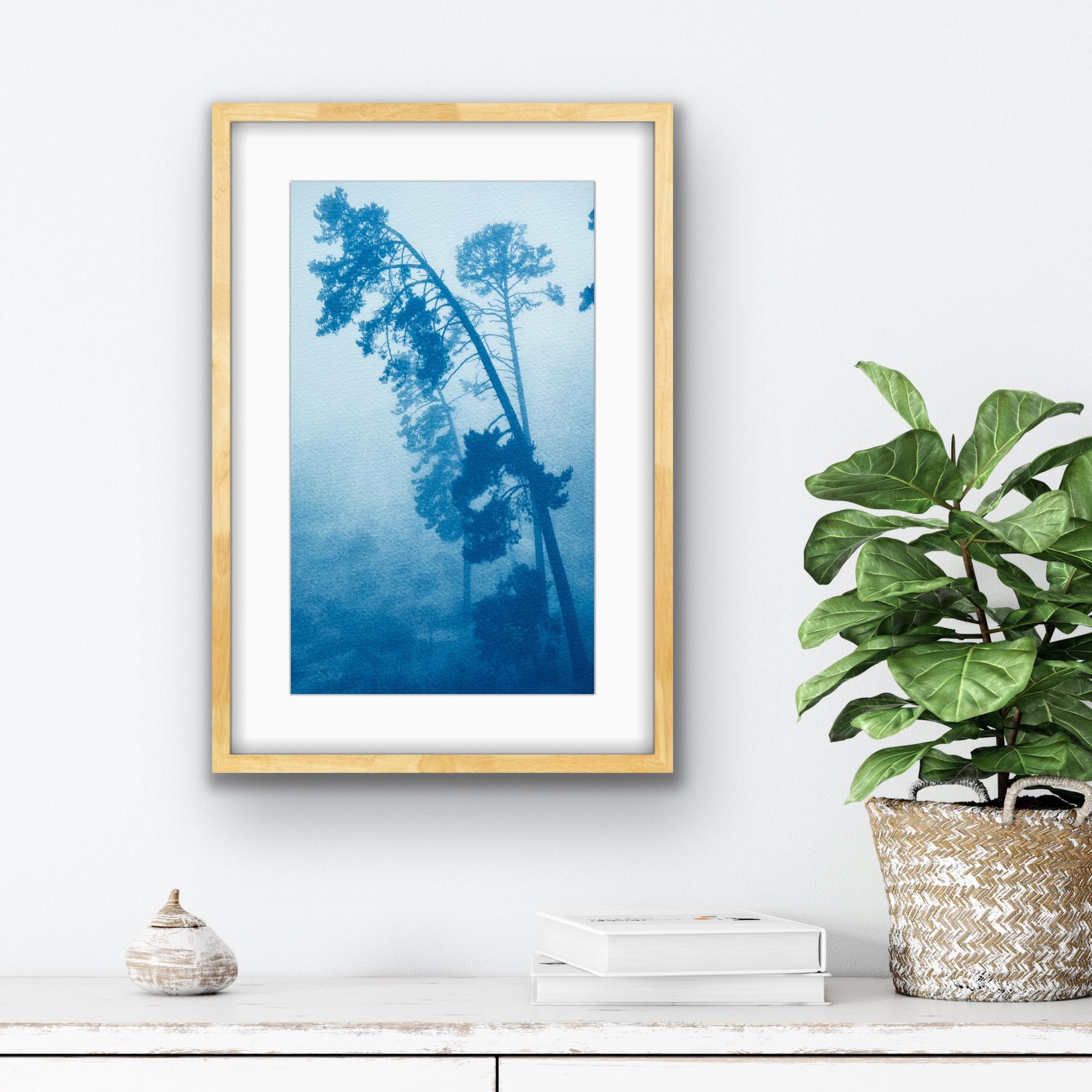 Falling Pine (handgedruckte Cyanotypie, 18 x 10 Zoll) (Zeitgenössisch), Photograph, von Christine So
