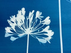 Five Agapanthus Flowers (original cyanotype, 24 x 36 inches)