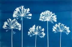Five Agapanthus Flowers (original cyanotype, 24 x 36 inches)