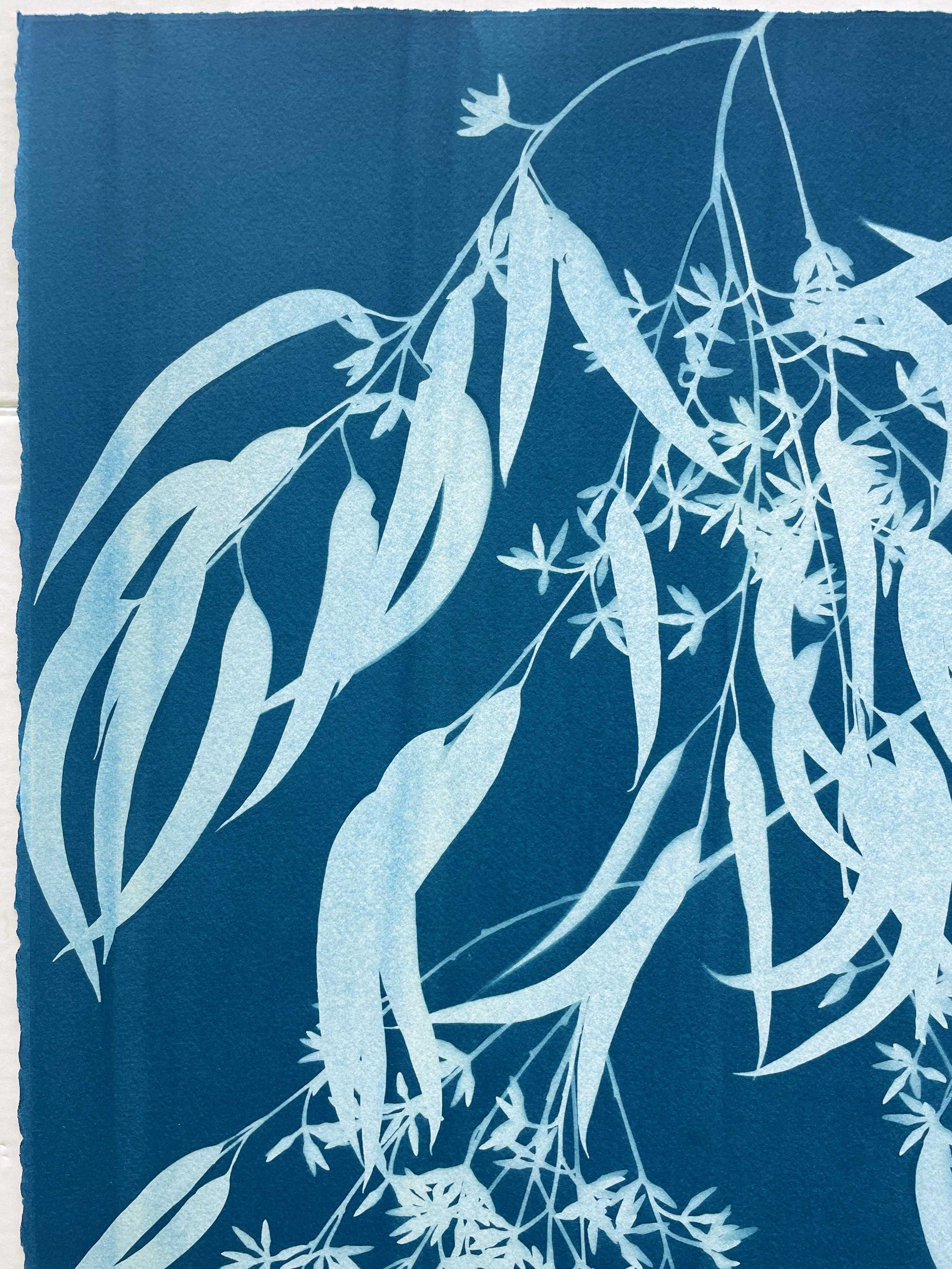 Eucalipto in fiore I ( 30 x 21,5 pollici stampato a mano in cianotipia botanica) - Print Contemporaneo di Christine So