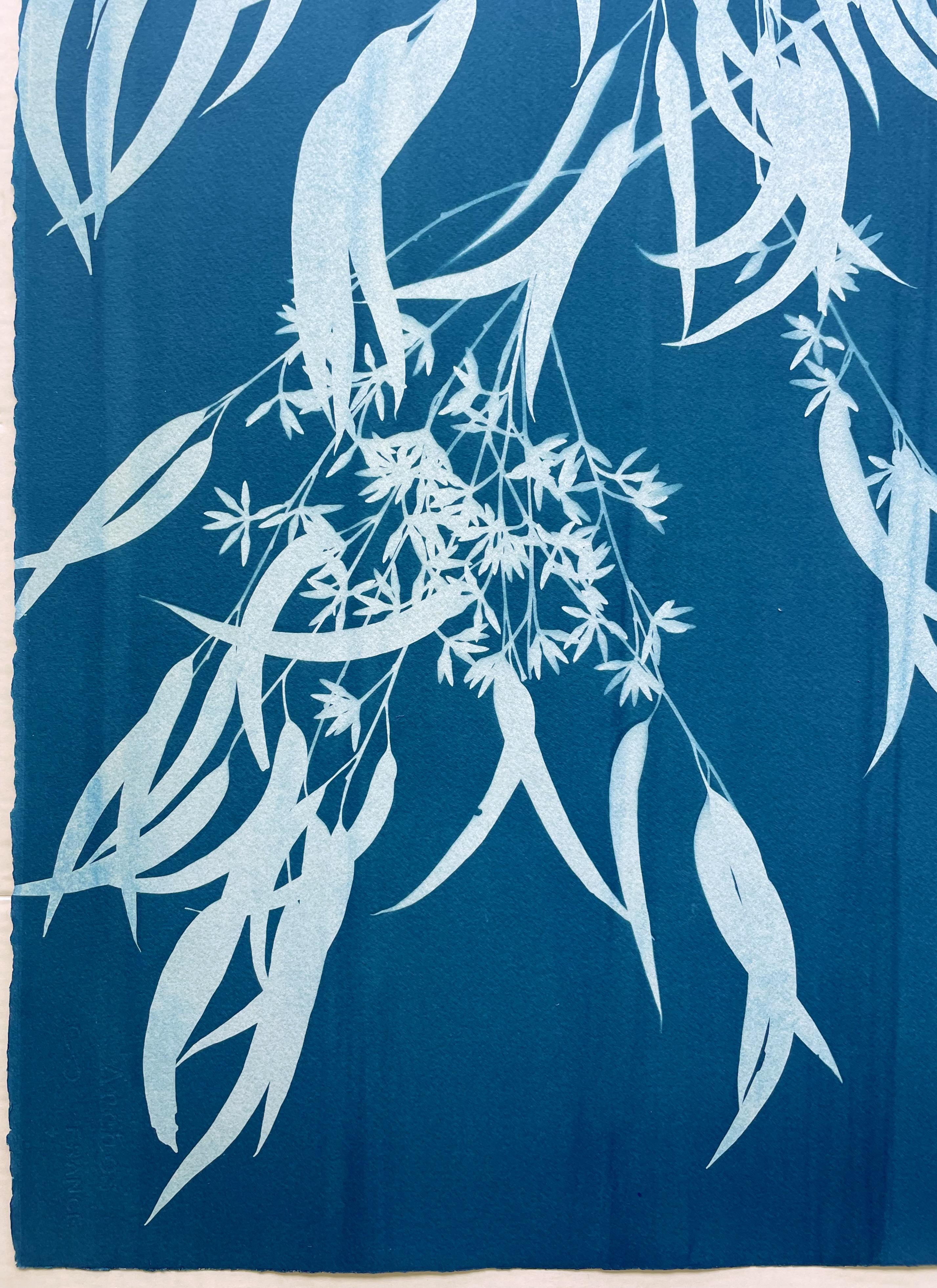Eucalipto in fiore I ( 30 x 21,5 pollici stampato a mano in cianotipia botanica) - Still-Life Print Blu di Christine So