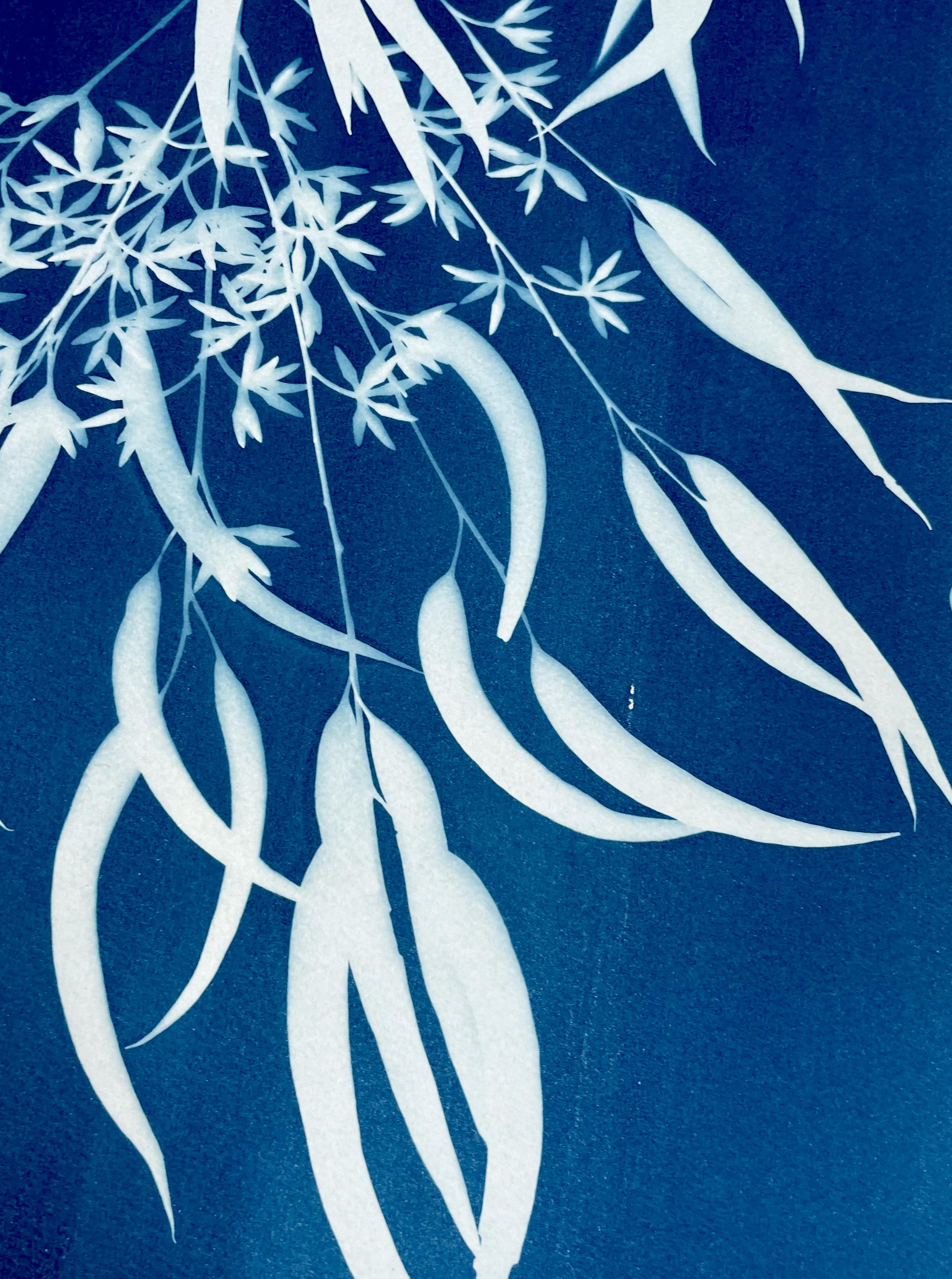 Eucalipto in fiore II (cianotipia botanica stampata a mano da 30 x 21,5 pollici) - Photograph Contemporaneo di Christine So