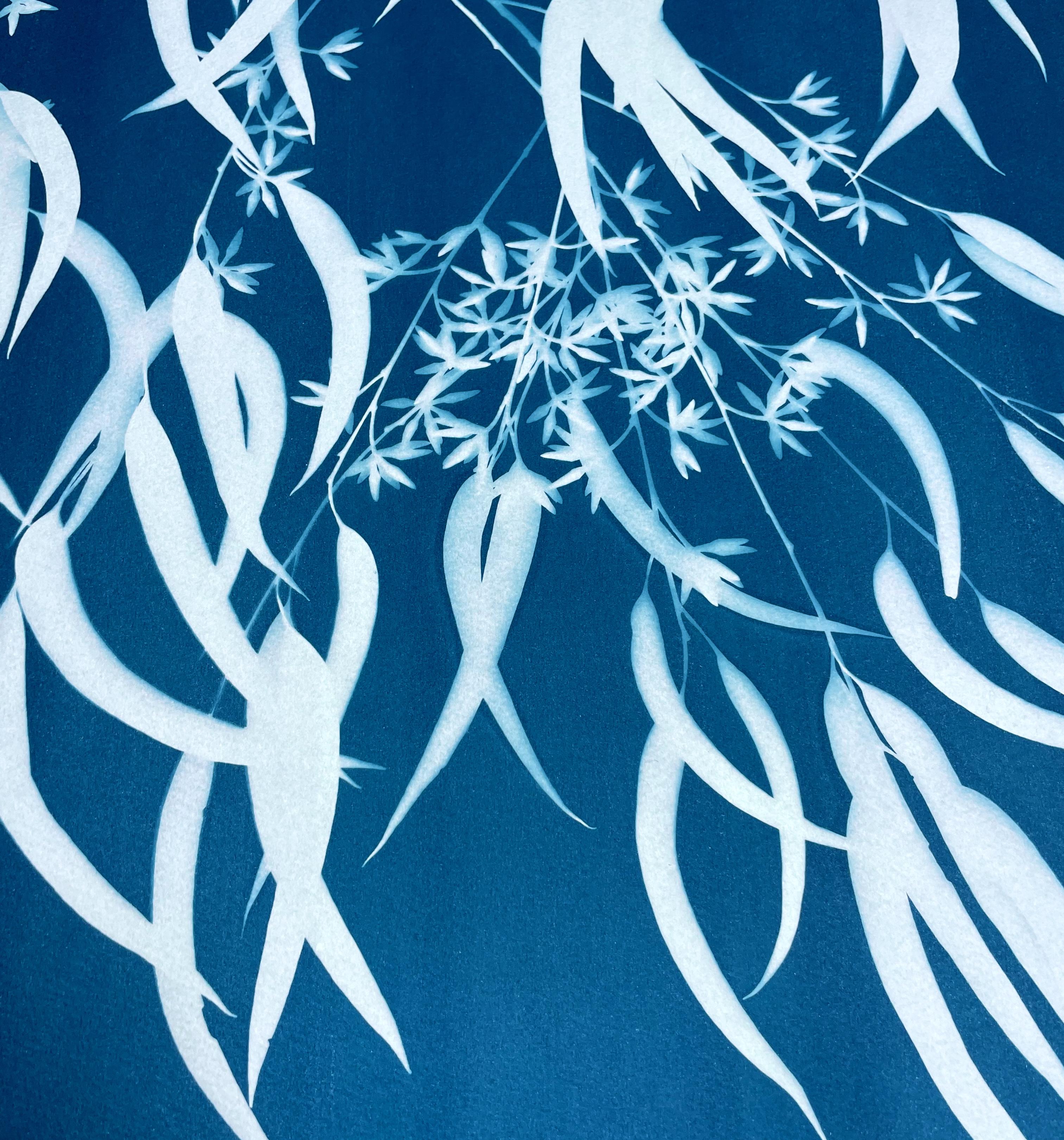 Eucalipto in fiore II (cianotipia botanica stampata a mano da 30 x 21,5 pollici) - Still-Life Photograph Blu di Christine So