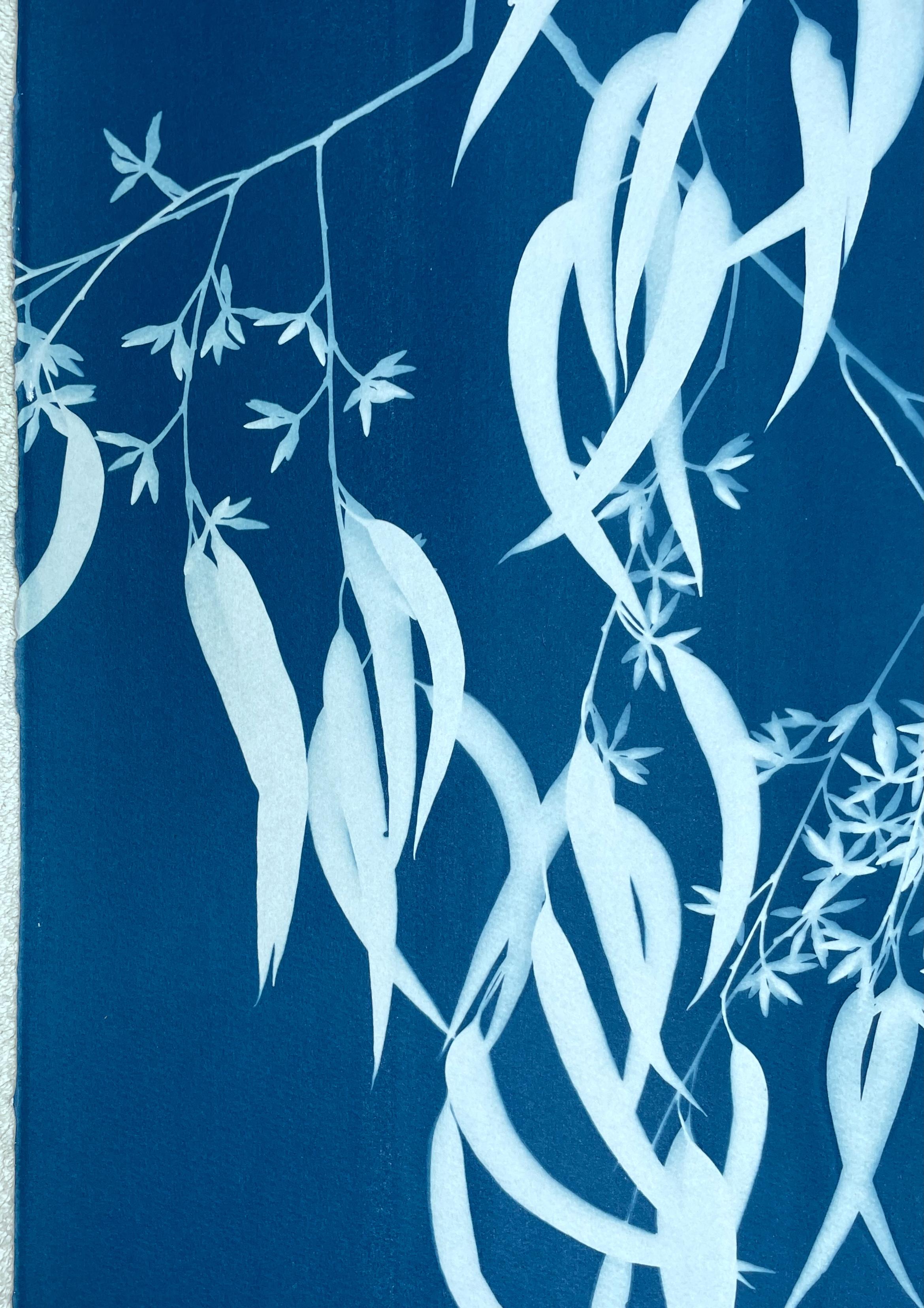 Sebbene possa sembrare una xilografia o una serigrafia, si tratta di un tipo di fotografia. I cianotipi sono un processo fotografico alternativo (senza fotocamera) del XIX secolo. Questo monotipo è stato stampato con rami freschi di una specie di