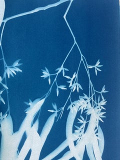 "Flowering Eucalyptus III Cyanotype, Hand-Printed Monotype, 30x21.5"