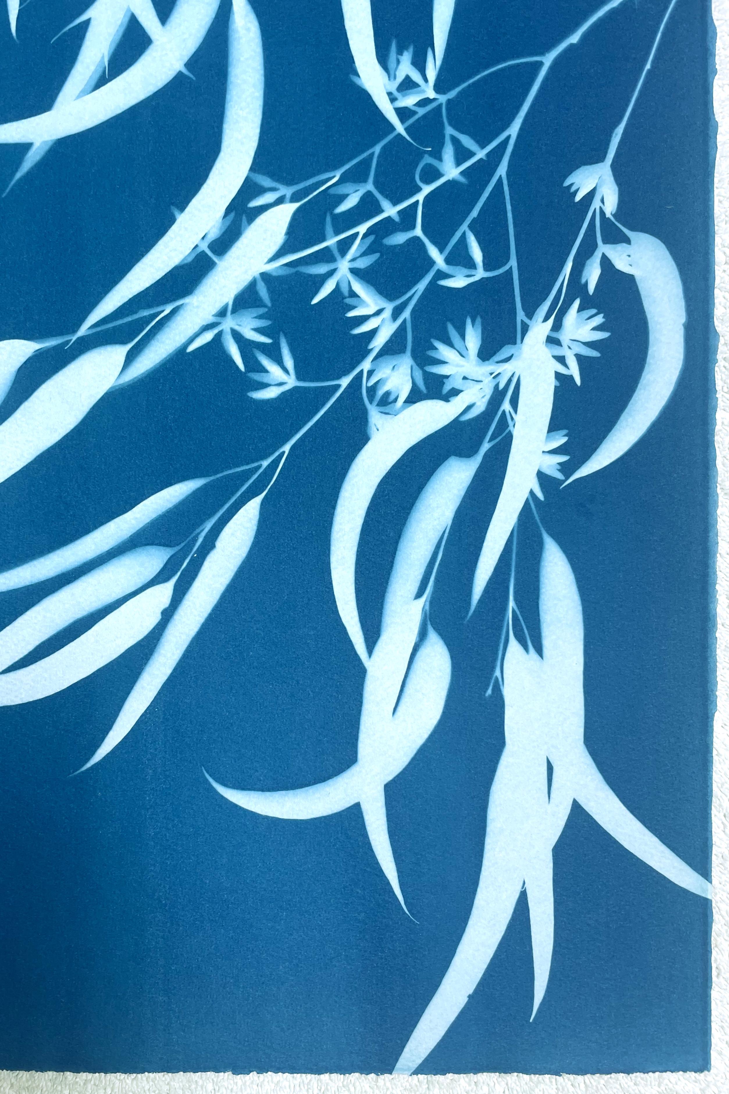 Flowering Eucalyptus III ( 30 x 21.5 inch hand-printed botanical cyanotype) - Contemporary Photograph by Christine So