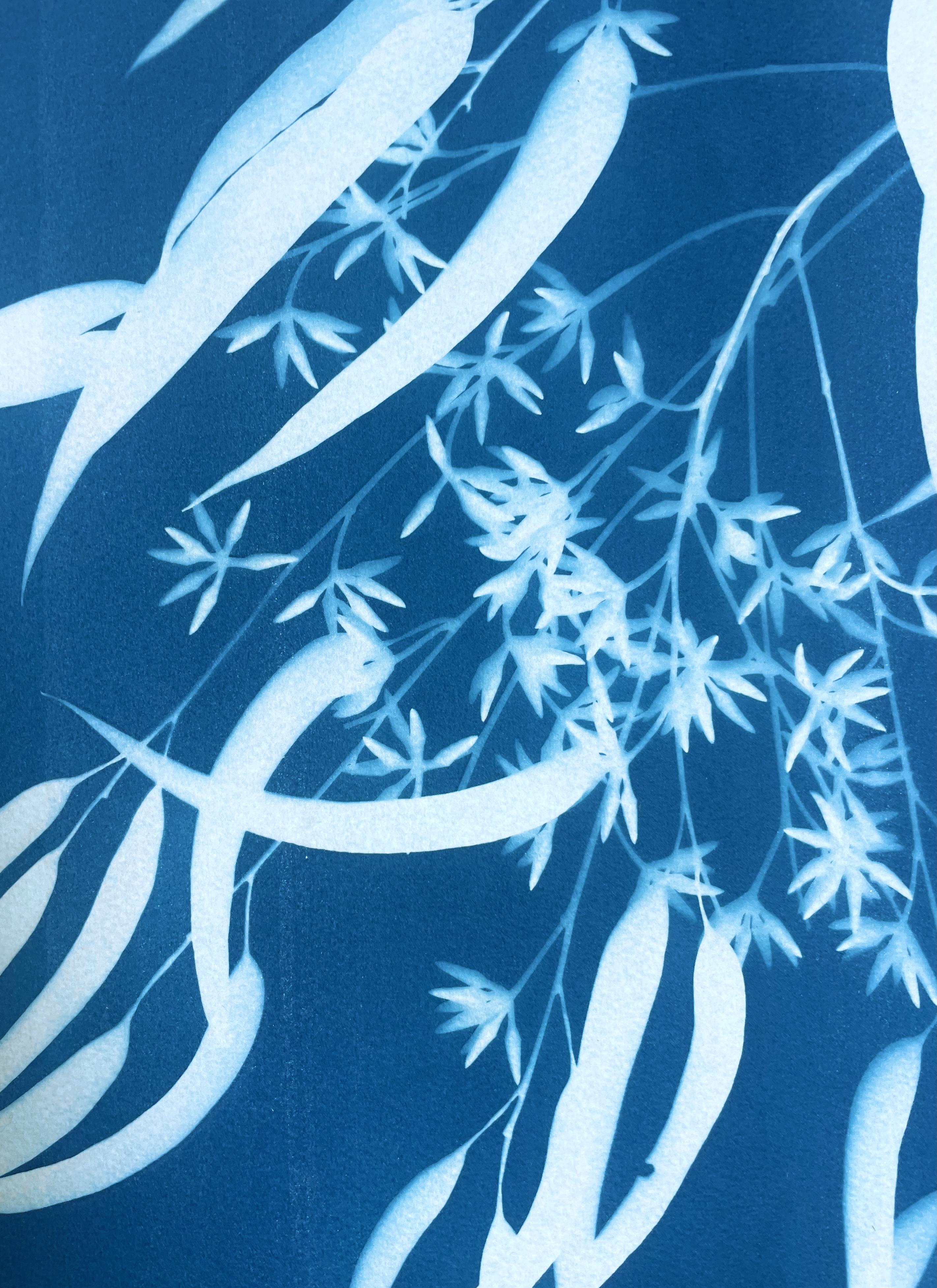 Flowering Eucalyptus III ( 30 x 21.5 inch hand-printed botanical cyanotype) - Blue Still-Life Photograph by Christine So