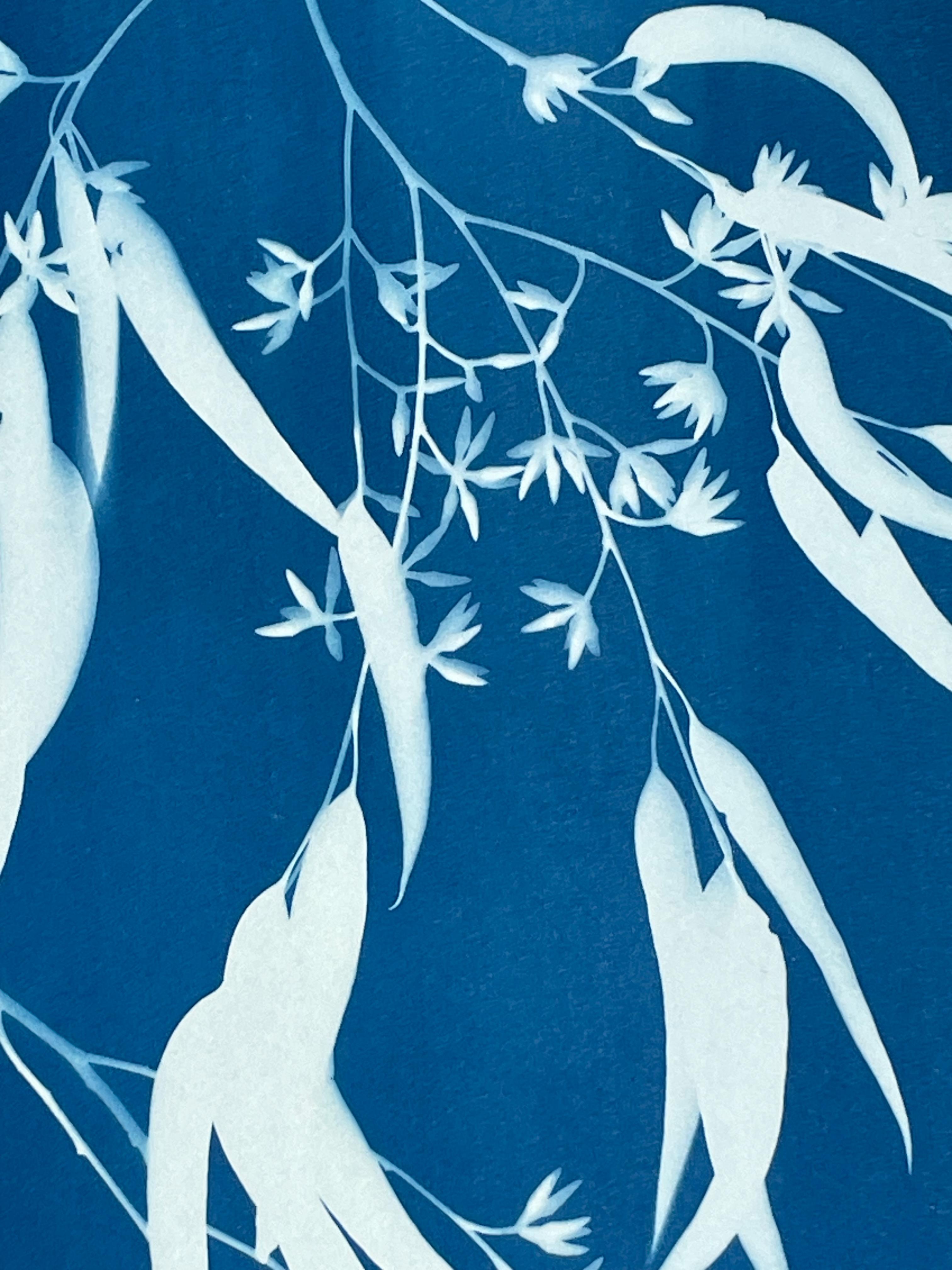 Though this may look like a woodcut or screen print, it is a kind of photography. Cyanotypes are a 19th century alternative (cameraless) photographic process. This monotype was printed with fresh branches from a blue gum species of eucalyptus