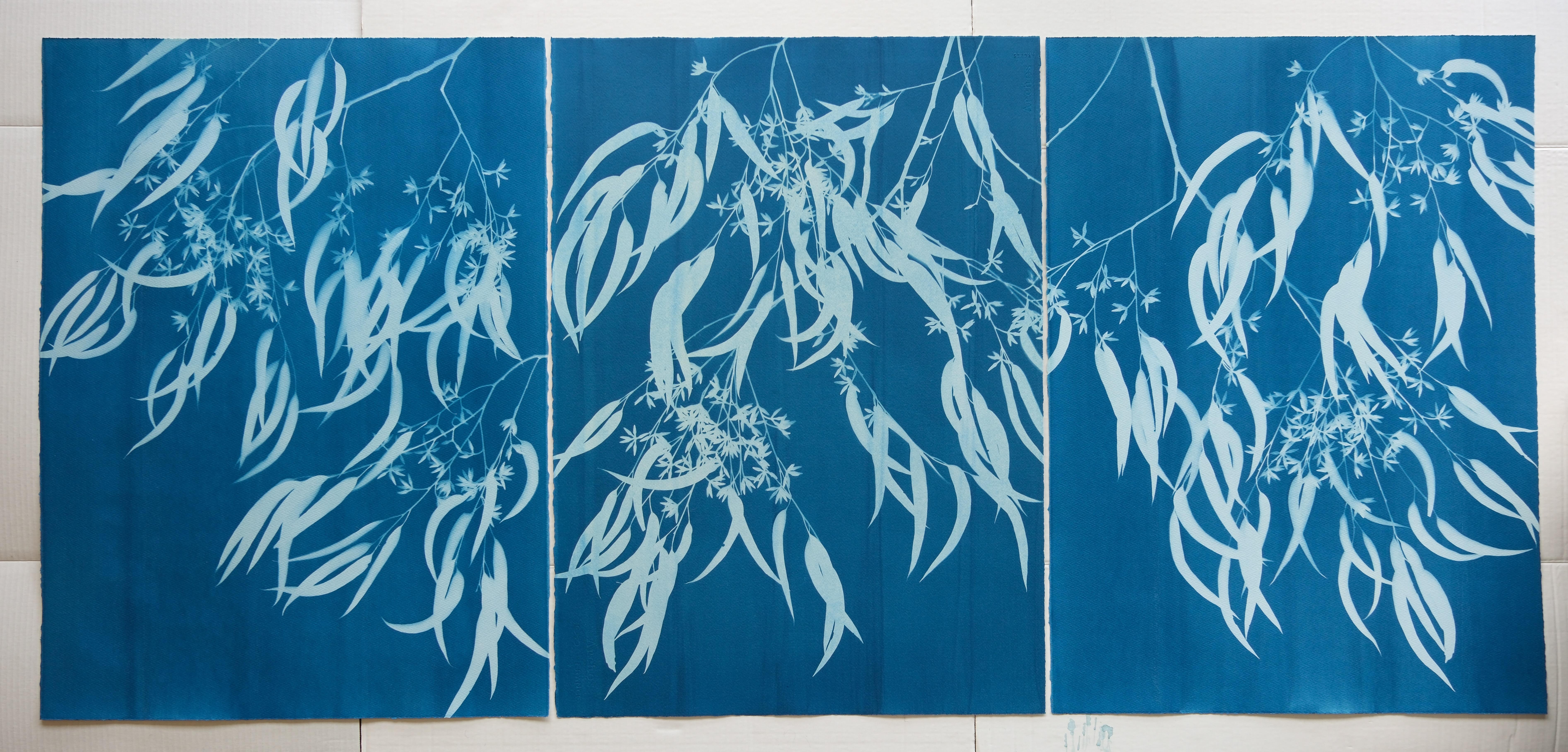 Flowering Eucalyptus III ( 30 x 21.5 inch hand-printed botanical cyanotype) For Sale 1
