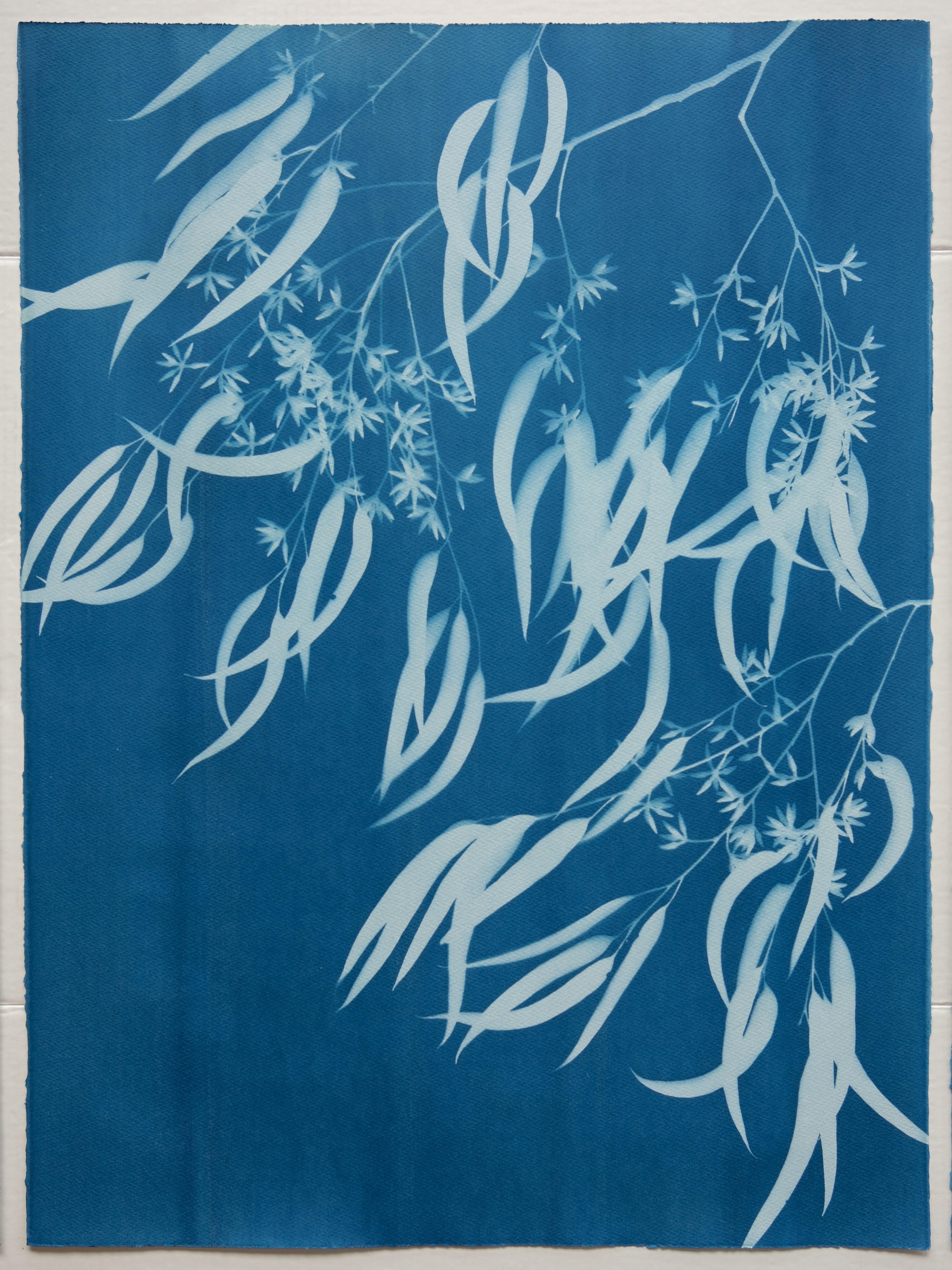 Flowering Eucalyptus III ( 30 x 21.5 inch hand-printed botanical cyanotype) For Sale 2