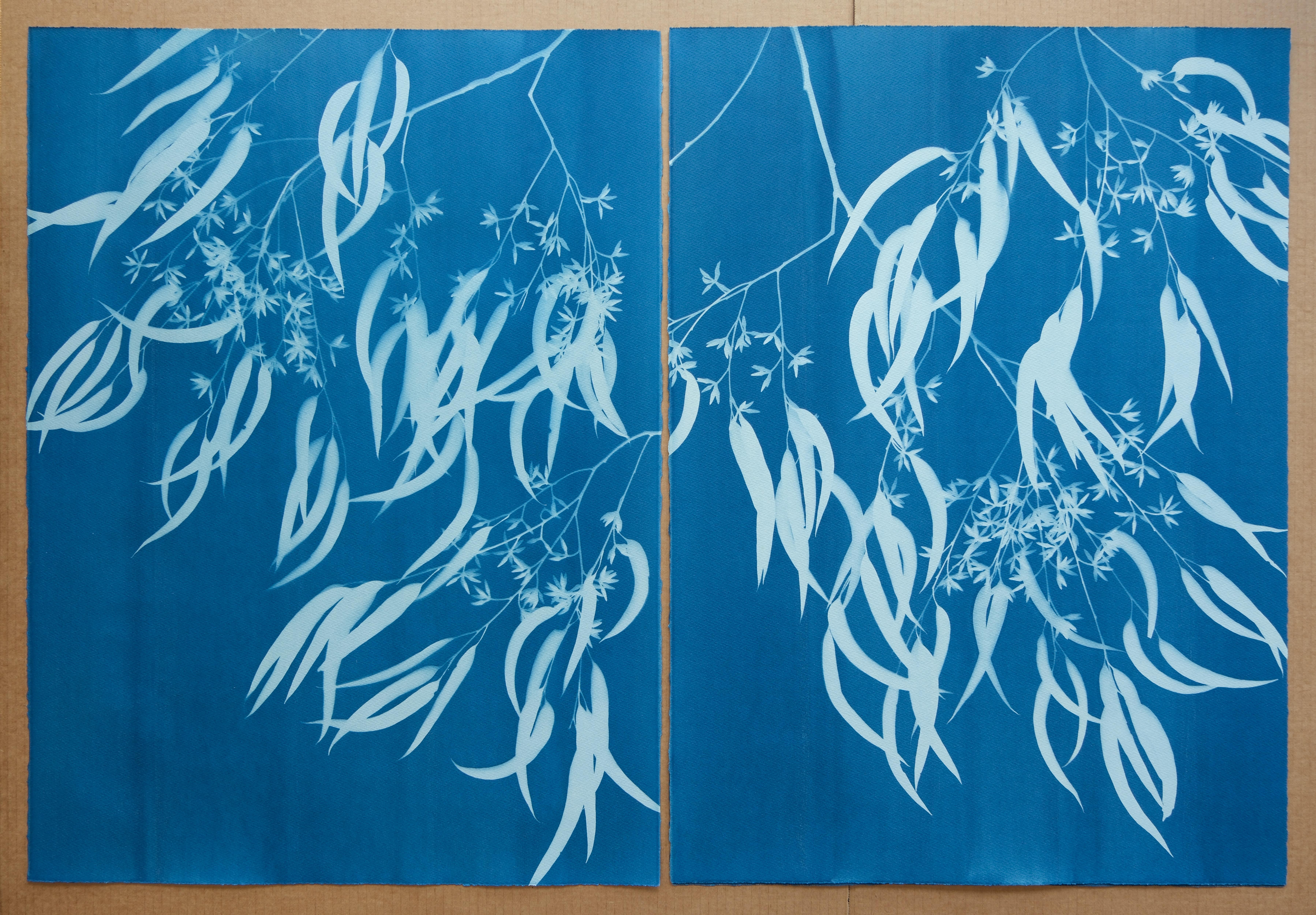 Flowering Eucalyptus III ( 30 x 21.5 inch hand-printed botanical cyanotype) For Sale 3