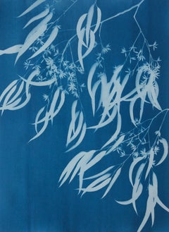 Eucalipto in fiore III (cianotipia botanica stampata a mano 30 x 21,5 pollici)