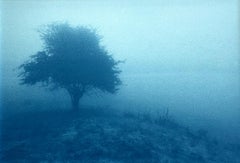 Niebla al amanecer, edición 1 de 5 (cianotipia impresa a mano, 11,5 x 17,5  pulgadas)
