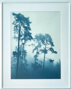 Foggy Morning Pines  (Framed hand-printed cyanotype: framed to 30 x 24 inches)
