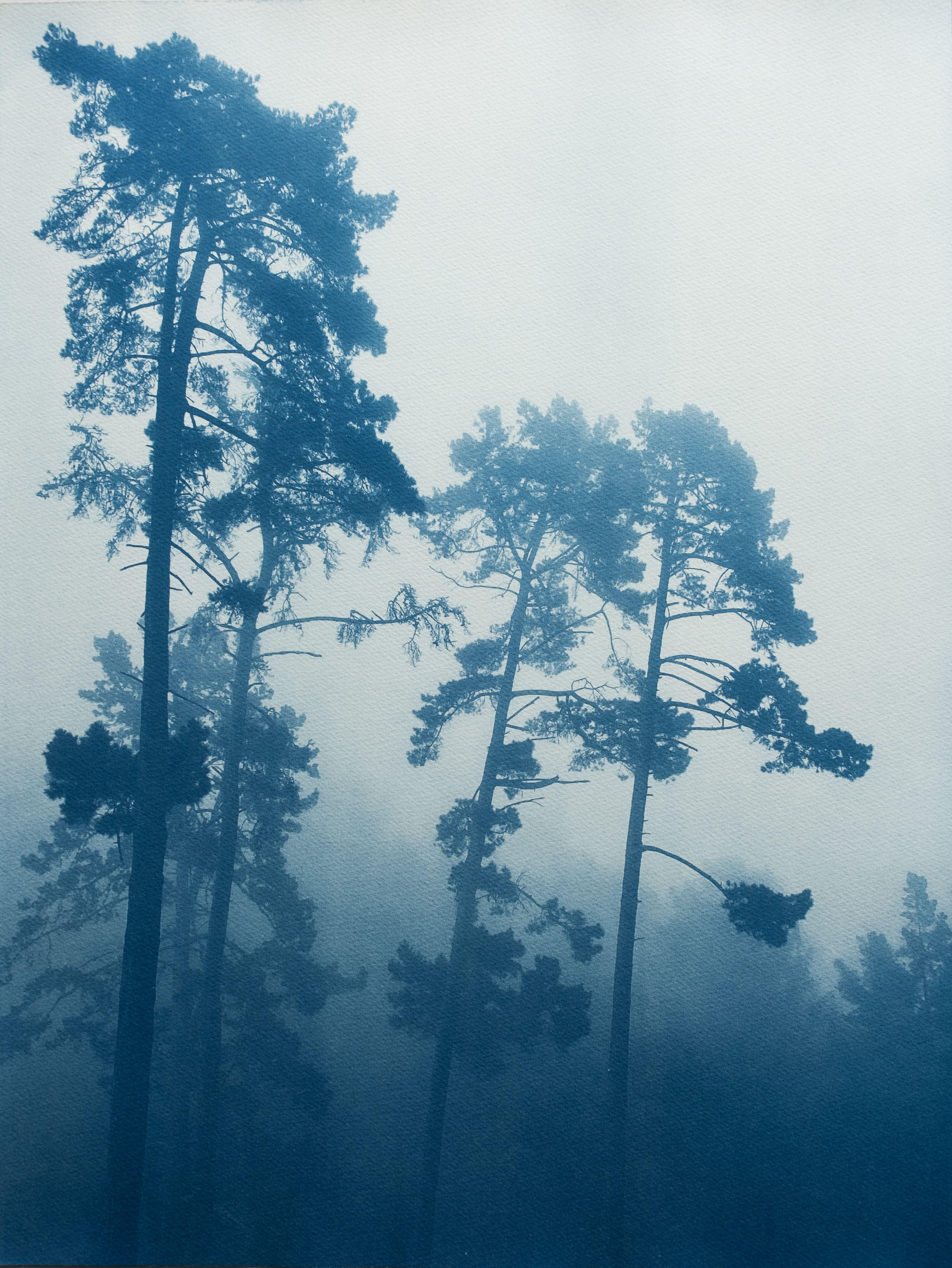 Christine So Landscape Photograph - Foggy Morning Pines (Hand-Printed original cyanotype, 24 x 18 inches)