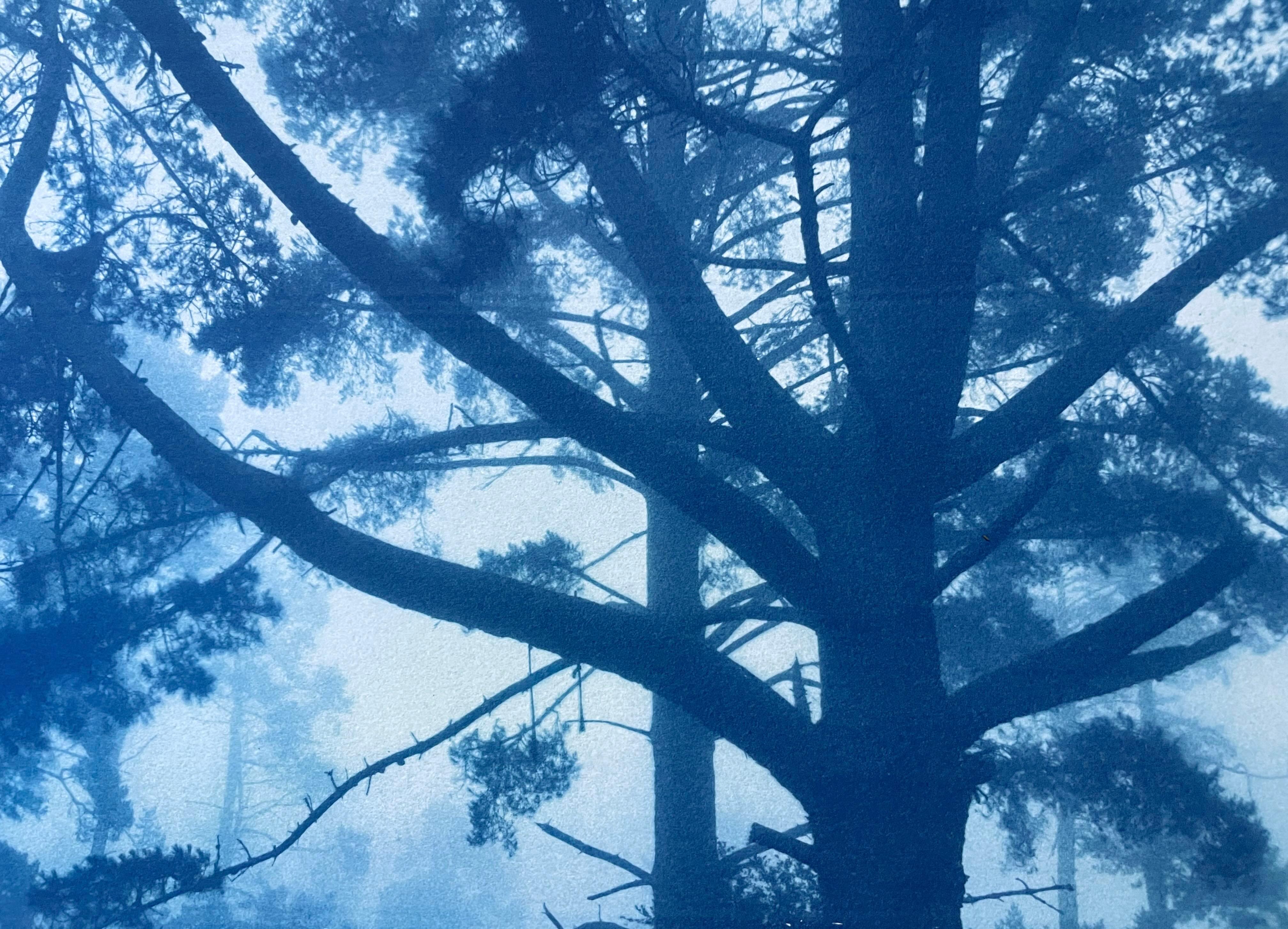 Forest Sunrise (Hand-printed cyanotype, 12 x 16 inches) - Print by Christine So