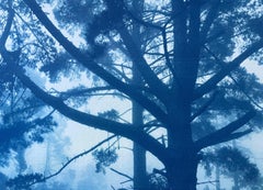 Forest Sunrise Cyanotype Photograph, Hand-printed, 12x16 Inches, 1/5