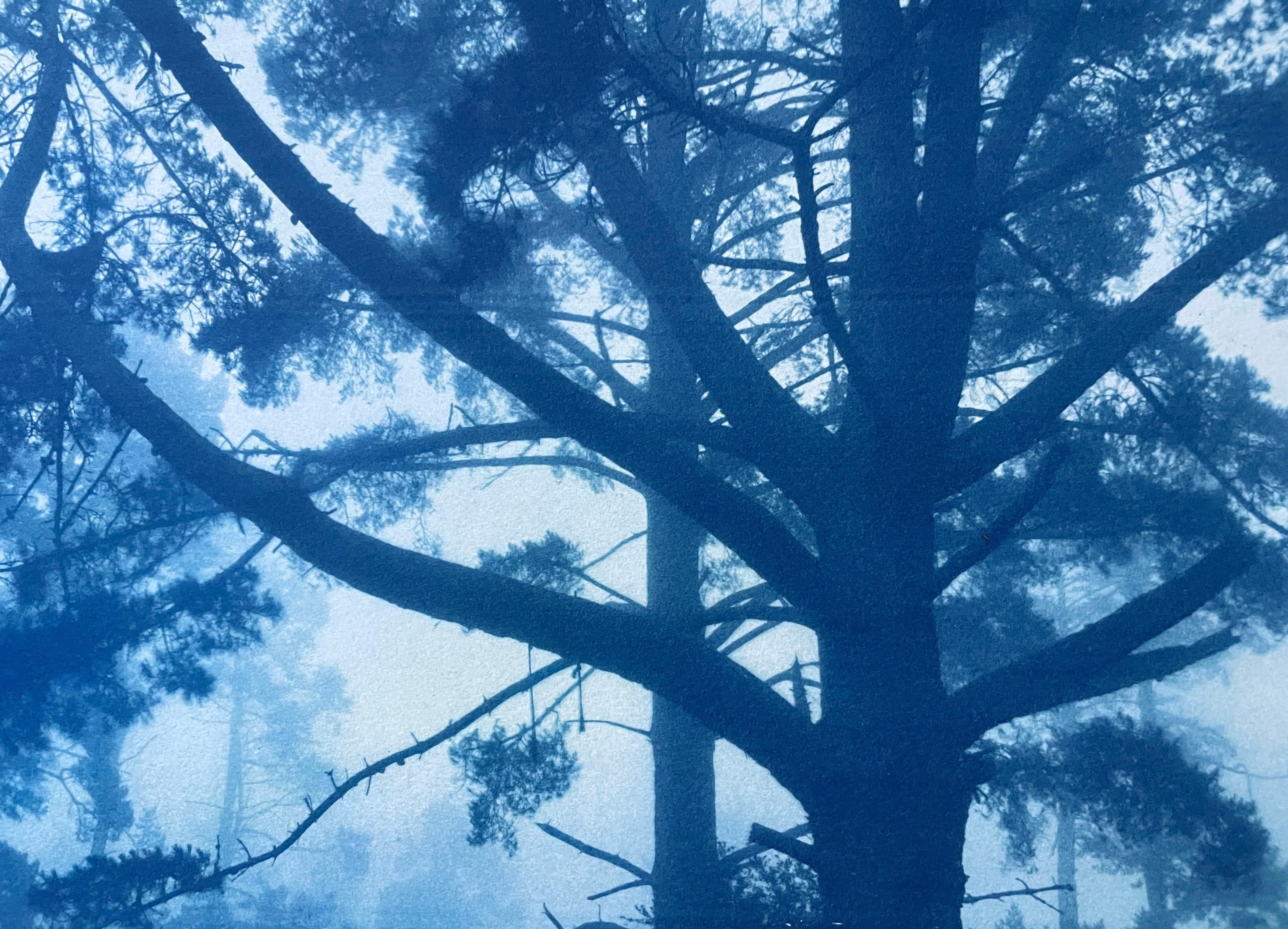 Forest Sunrise (Hand-printed cyanotype, 18 x 24 inches) - Print by Christine So
