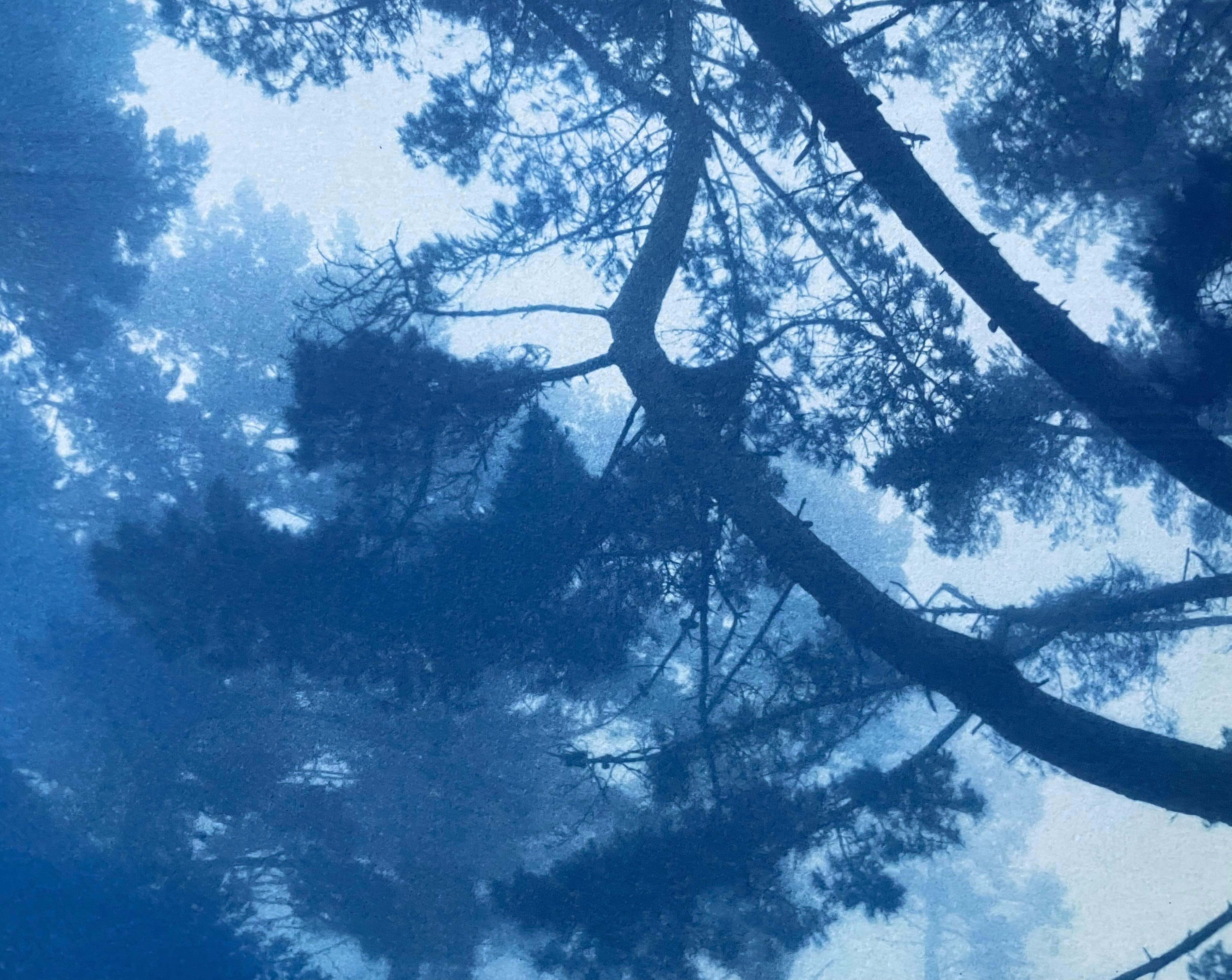 Forest Sunrise (Hand-printed cyanotype, 18 x 24 inches) - Realist Print by Christine So