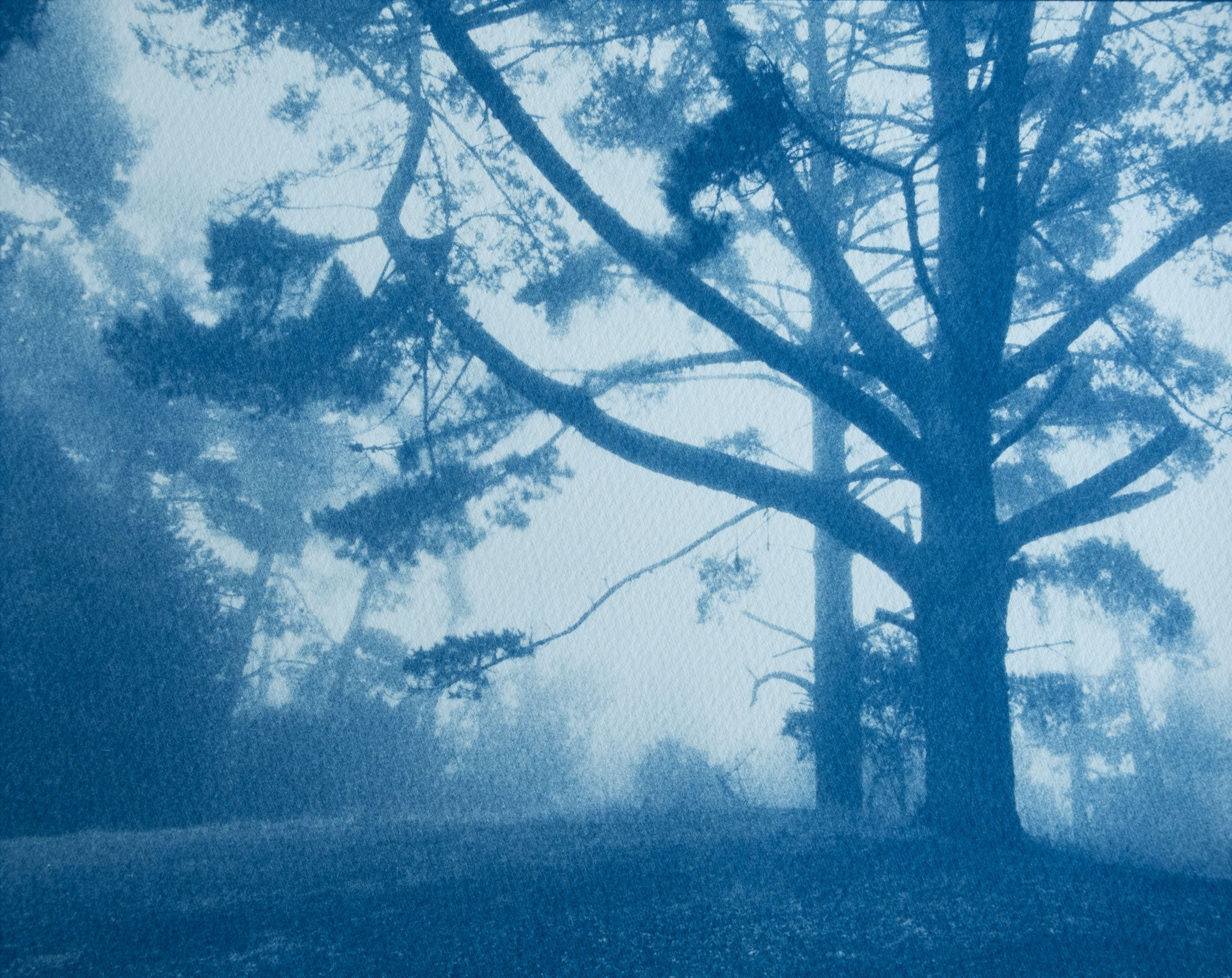Christine So Landscape Print - Forest Sunrise (Hand-printed cyanotype, 18 x 24 inches)