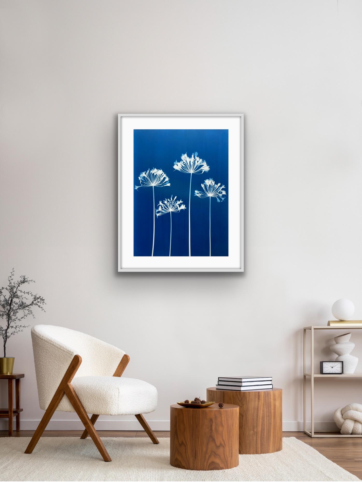 Four Agapanthus Flowers ( 30 x 22 inch hand-printed botanical cyanotype) For Sale 5