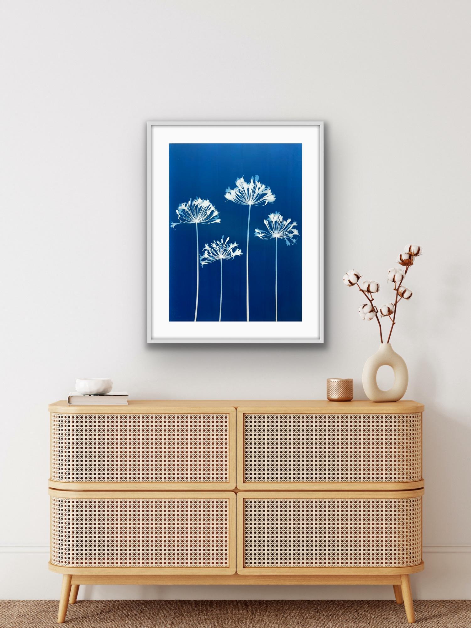Four Agapanthus Flowers ( 30 x 22 inch hand-printed botanical cyanotype) For Sale 6