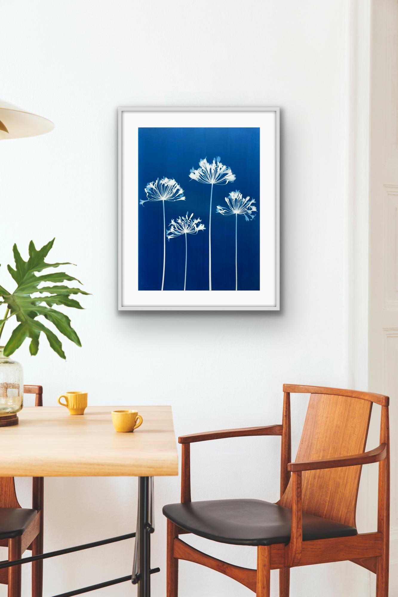 Four Agapanthus Flowers ( 30 x 22 inch hand-printed botanical cyanotype) For Sale 7