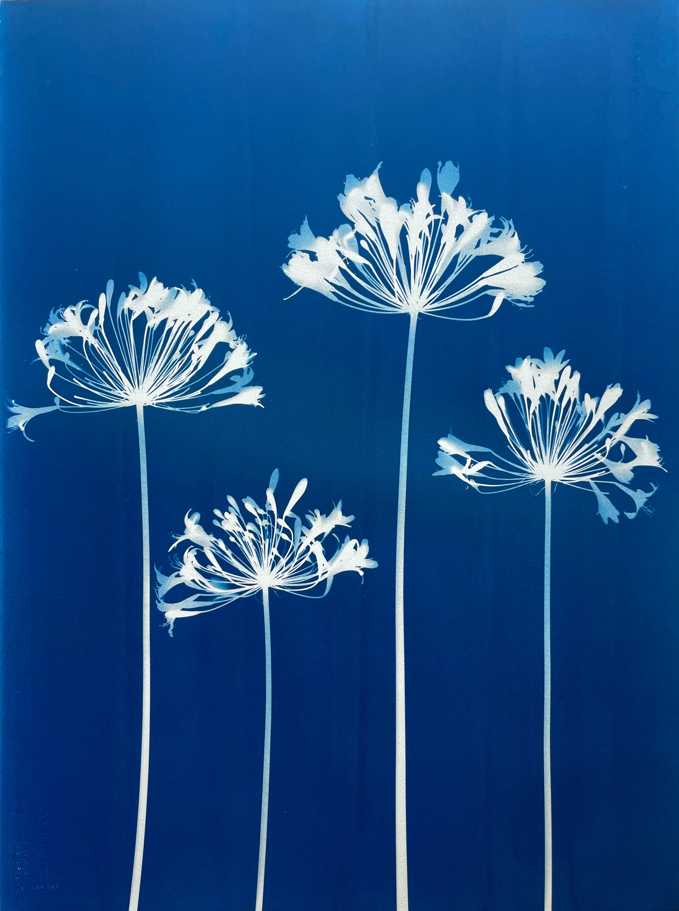 Four Agapanthus Flowers ( 30 x 22 inch hand-printed botanical cyanotype) - Photograph by Christine So