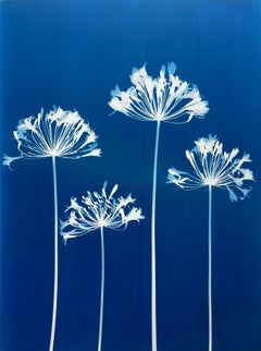 Four Agapanthus Flowers ( 30 x 22 inch hand-printed botanical cyanotype)