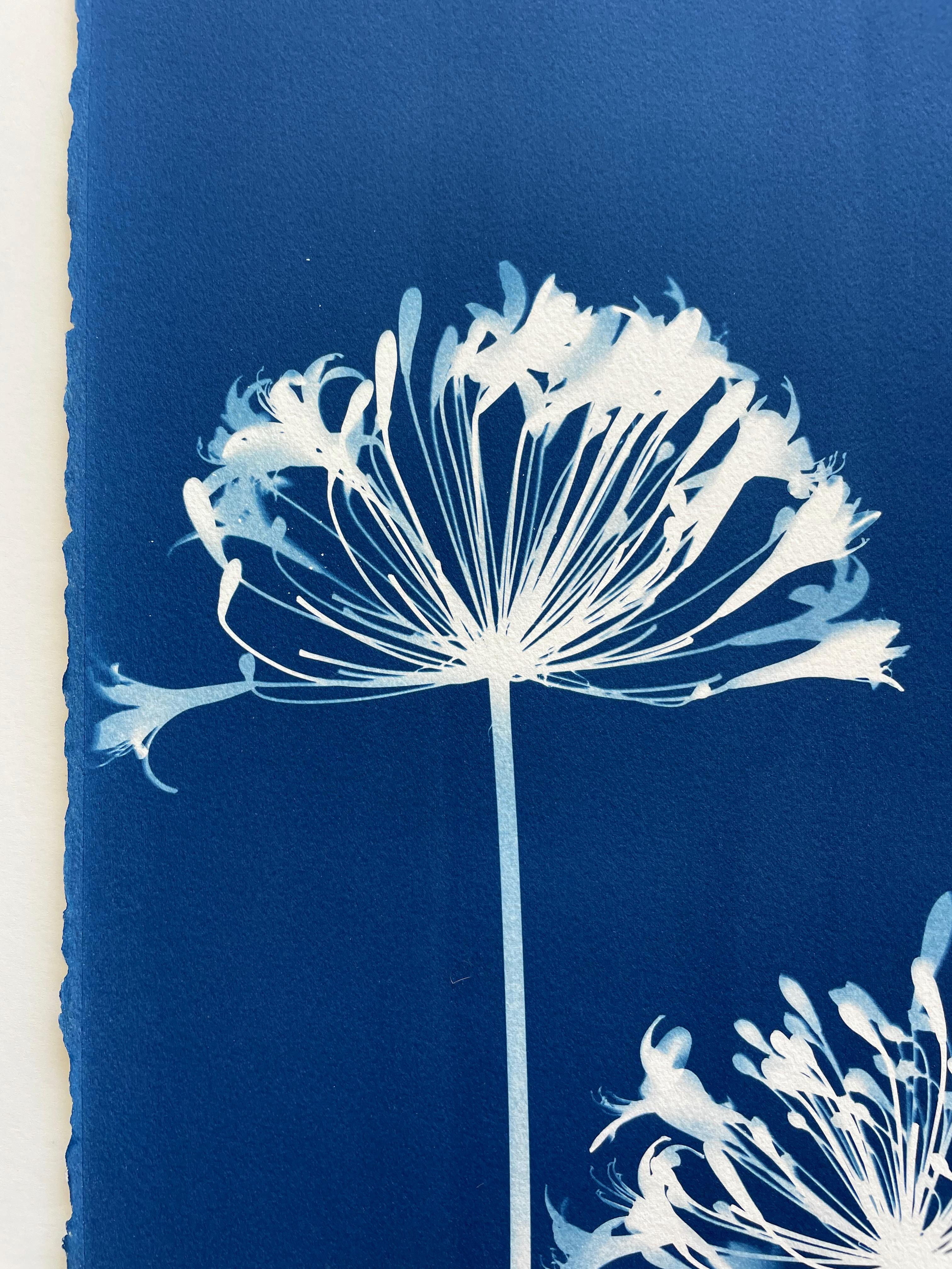Four Agapanthus Flowers ( 30 x 22 inch hand-printed botanical cyanotype) - Contemporary Photograph by Christine So