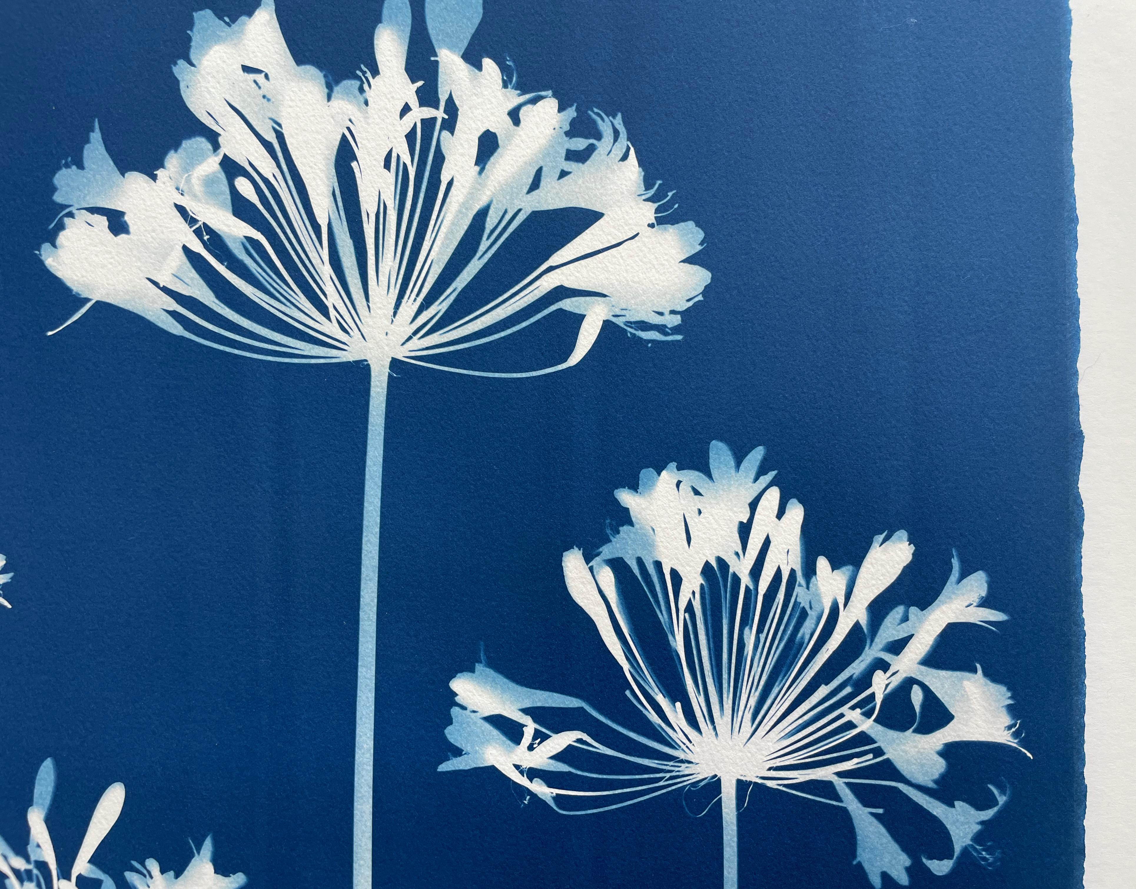 Four Agapanthus Flowers ( 30 x 22 inch hand-printed botanical cyanotype) - Blue Still-Life Photograph by Christine So