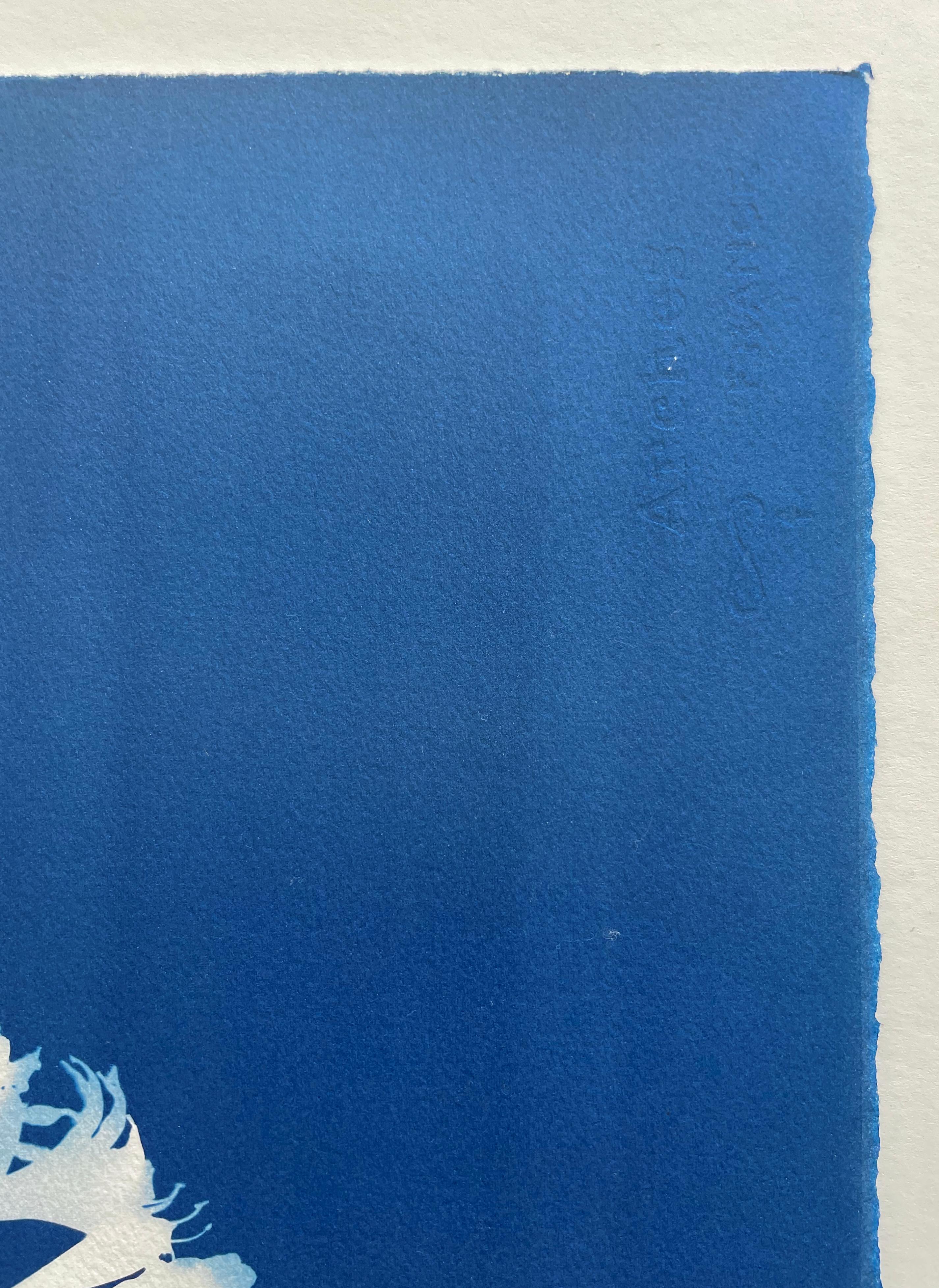 Four Agapanthus Flowers ( 30 x 22 inch hand-printed botanical cyanotype) For Sale 1