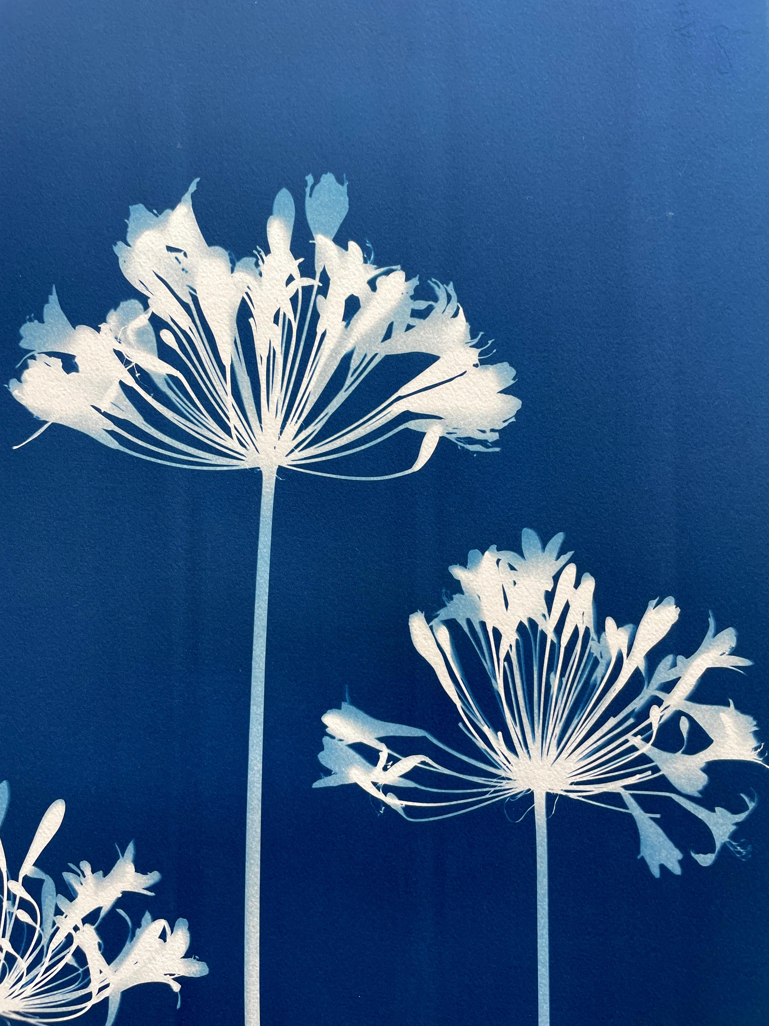 Four Agapanthus Flowers ( 30 x 22 inch hand-printed botanical cyanotype) For Sale 2