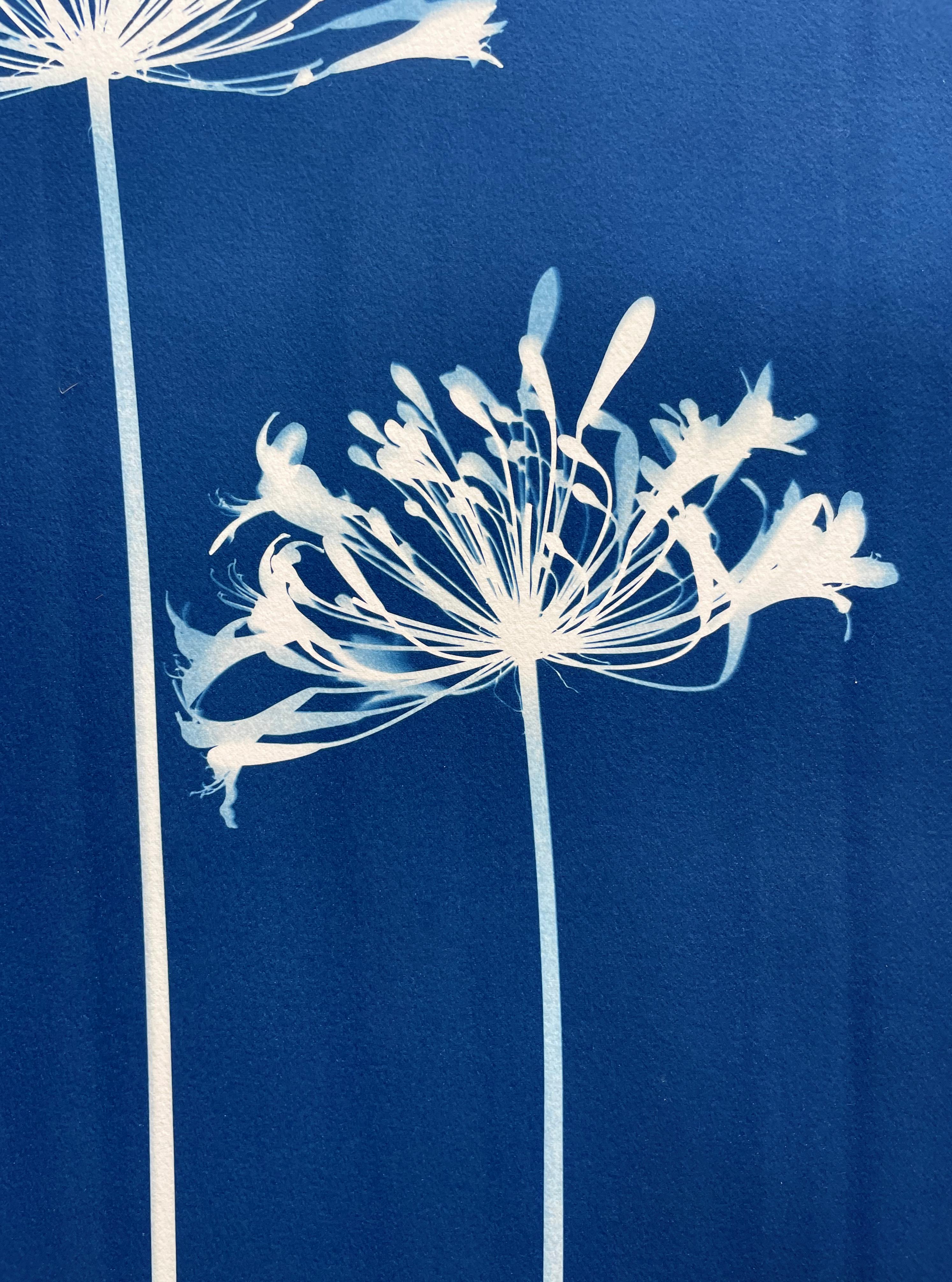 Four Agapanthus Flowers ( 30 x 22 inch hand-printed botanical cyanotype) For Sale 3