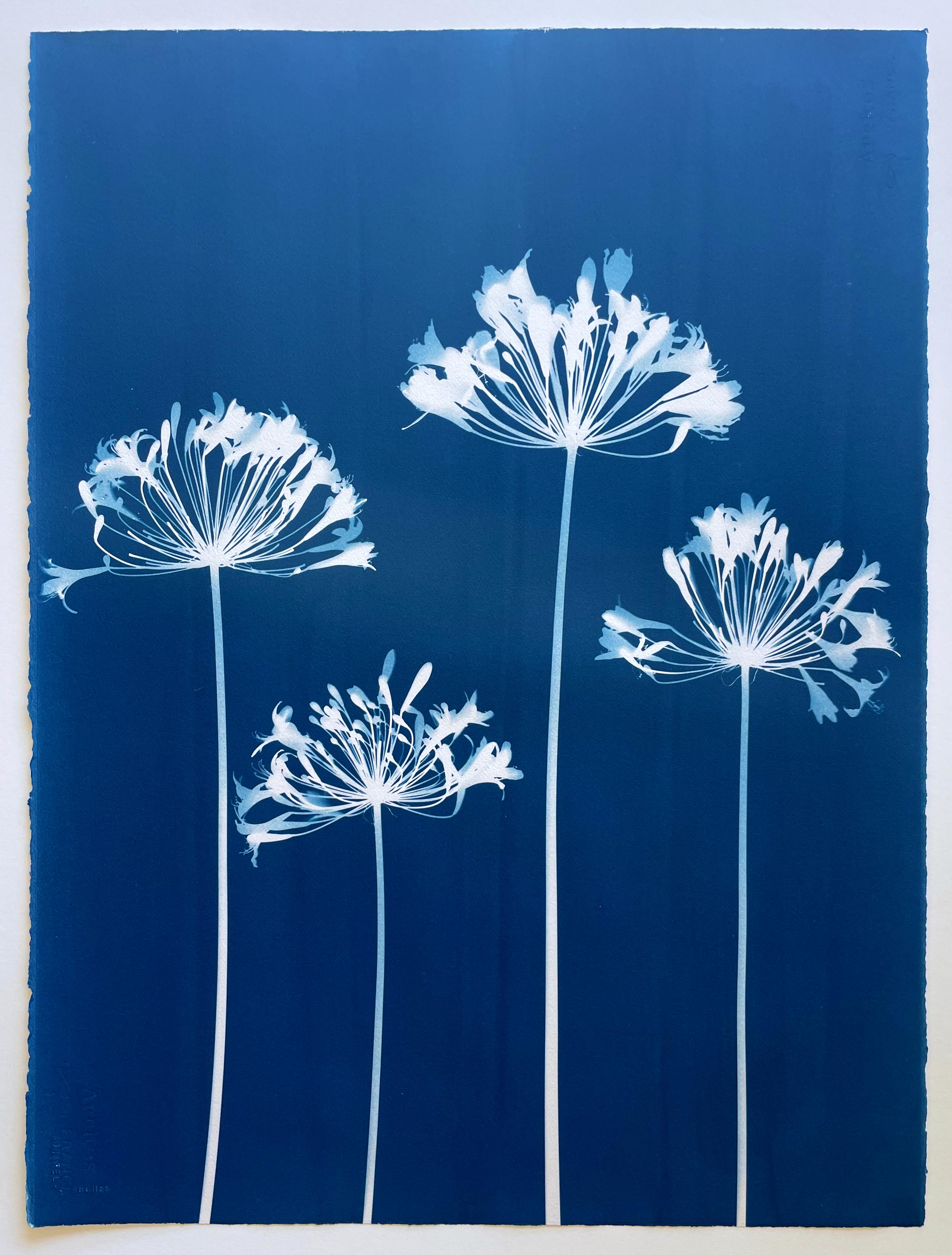 Four Agapanthus Flowers ( 30 x 22 inch hand-printed botanical cyanotype)