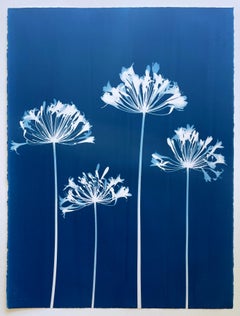 Four Agapanthus Flowers ( 30 x 22 inch hand-printed botanical cyanotype)
